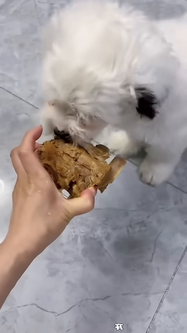 A person's hand holds a piece of wood, and a small white puppy with black spots nibbles on it.