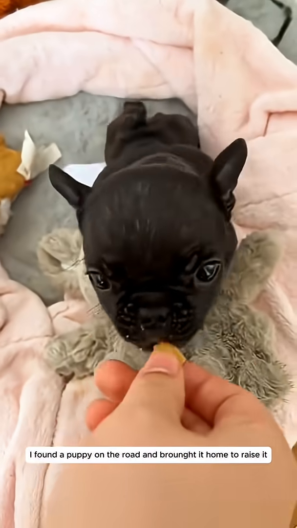 A puppy is lying on a blanket and being offered a toy.