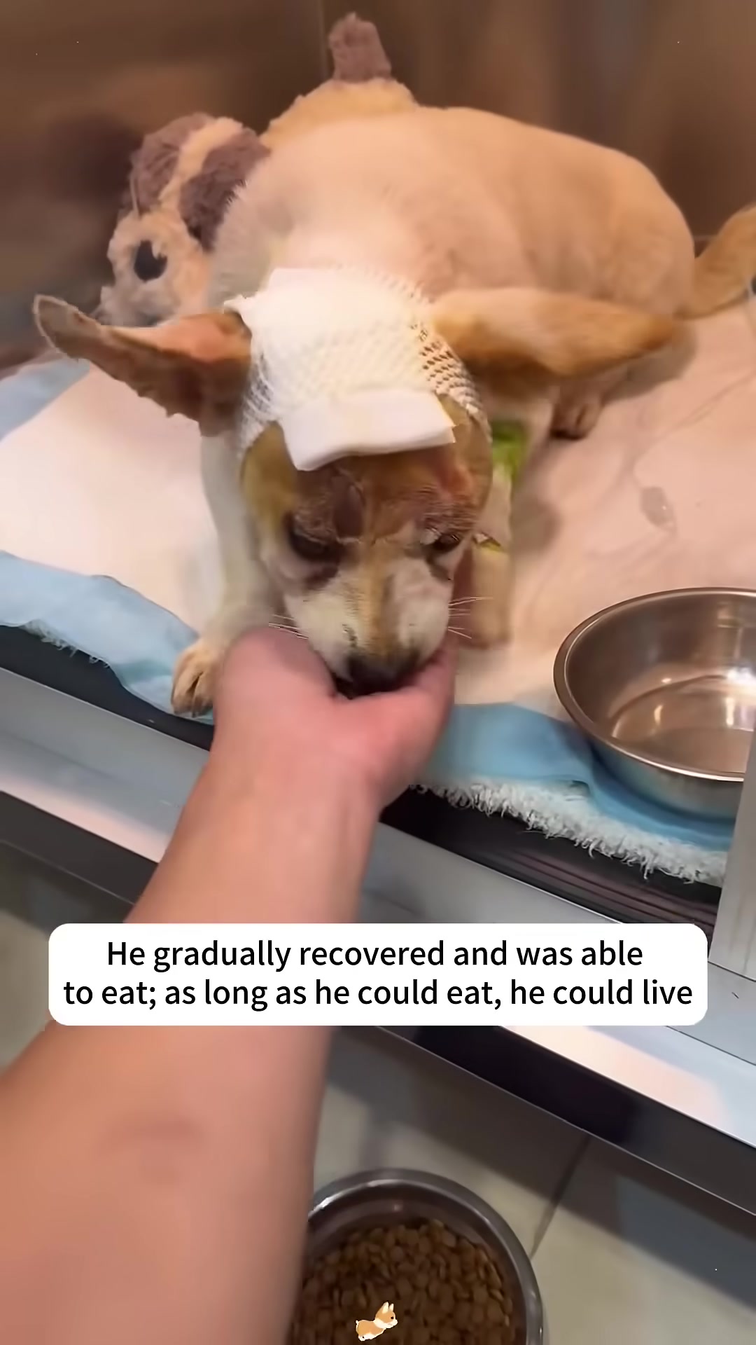 A person gently offers food to a recovering puppy with bandages on its head.