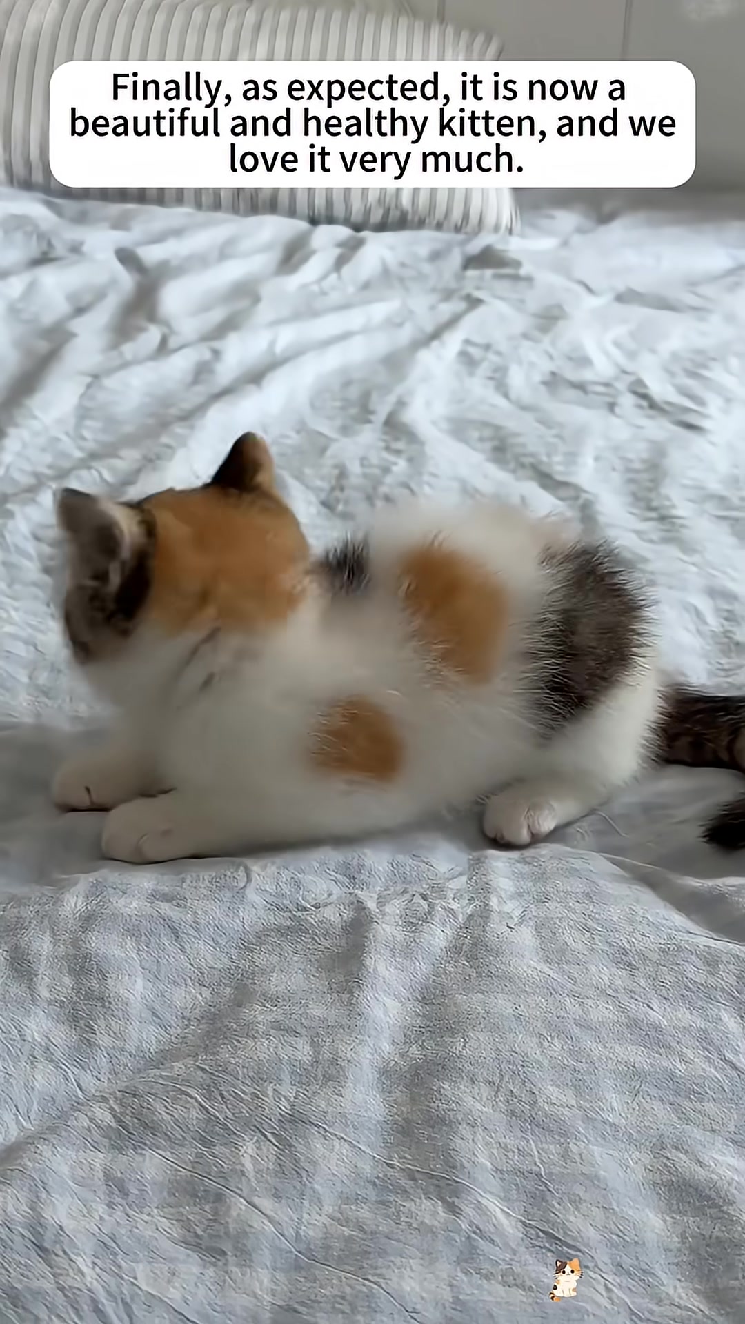 A beautiful and healthy calico kitten lies on a bed, looking content.