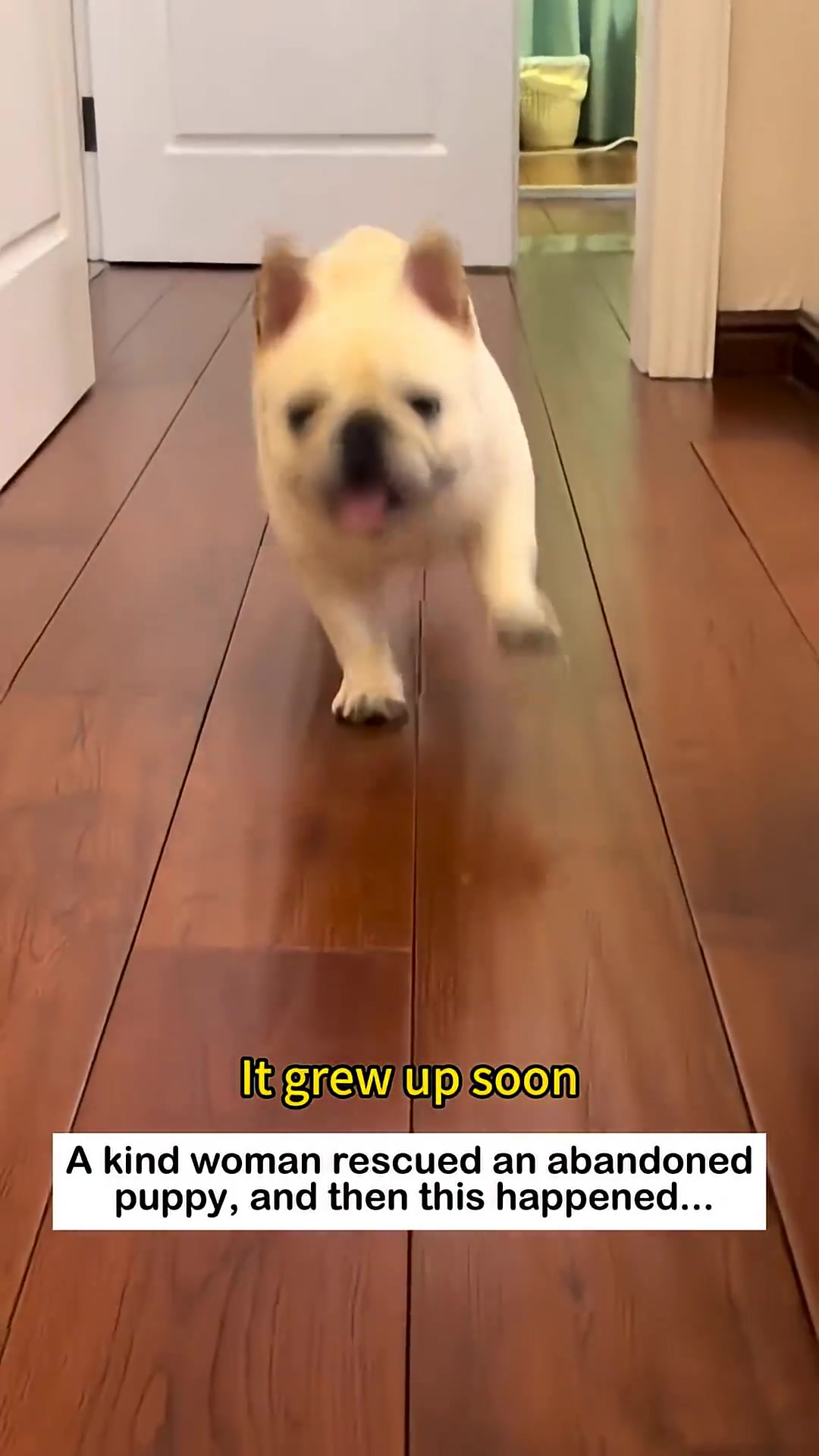 A person holding up a happy, grown-up puppy with its tongue out.