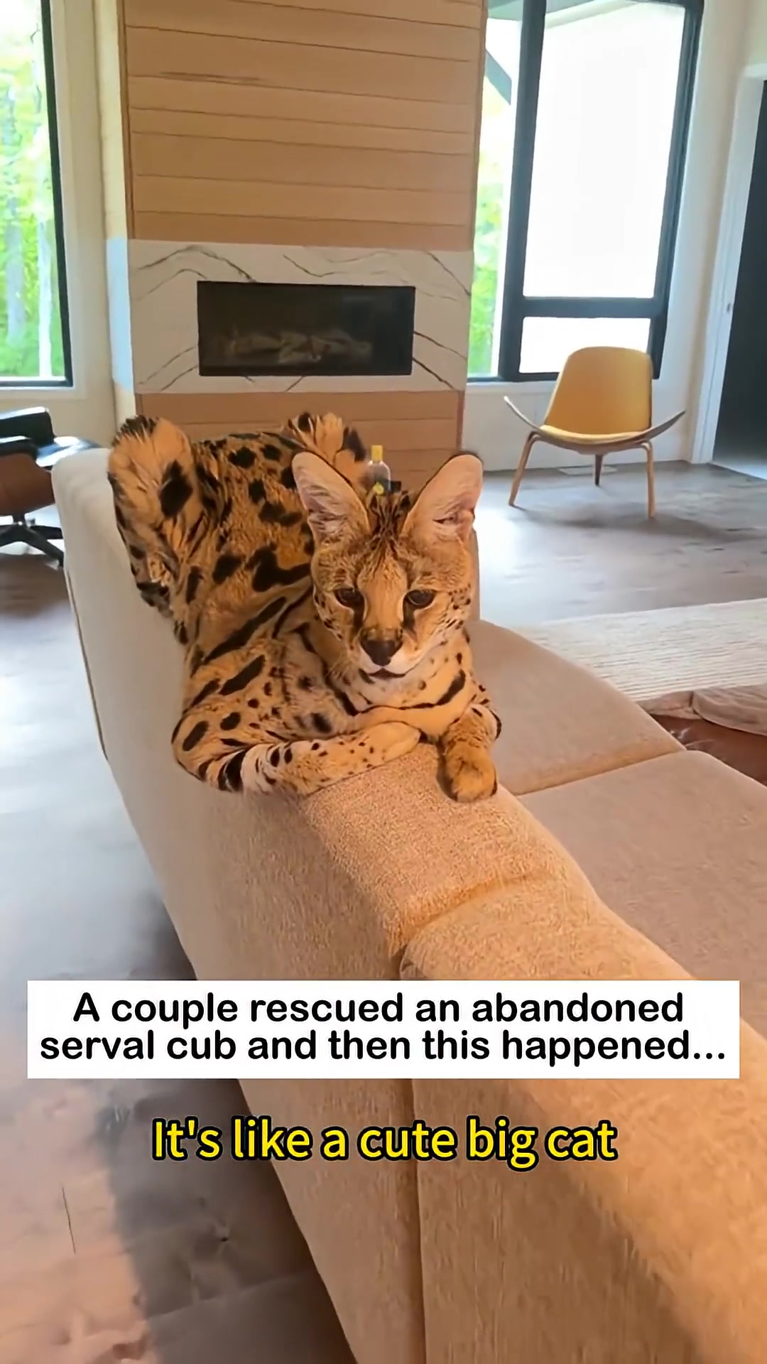 The fully grown serval cat rests comfortably on a couch, looking regal.
