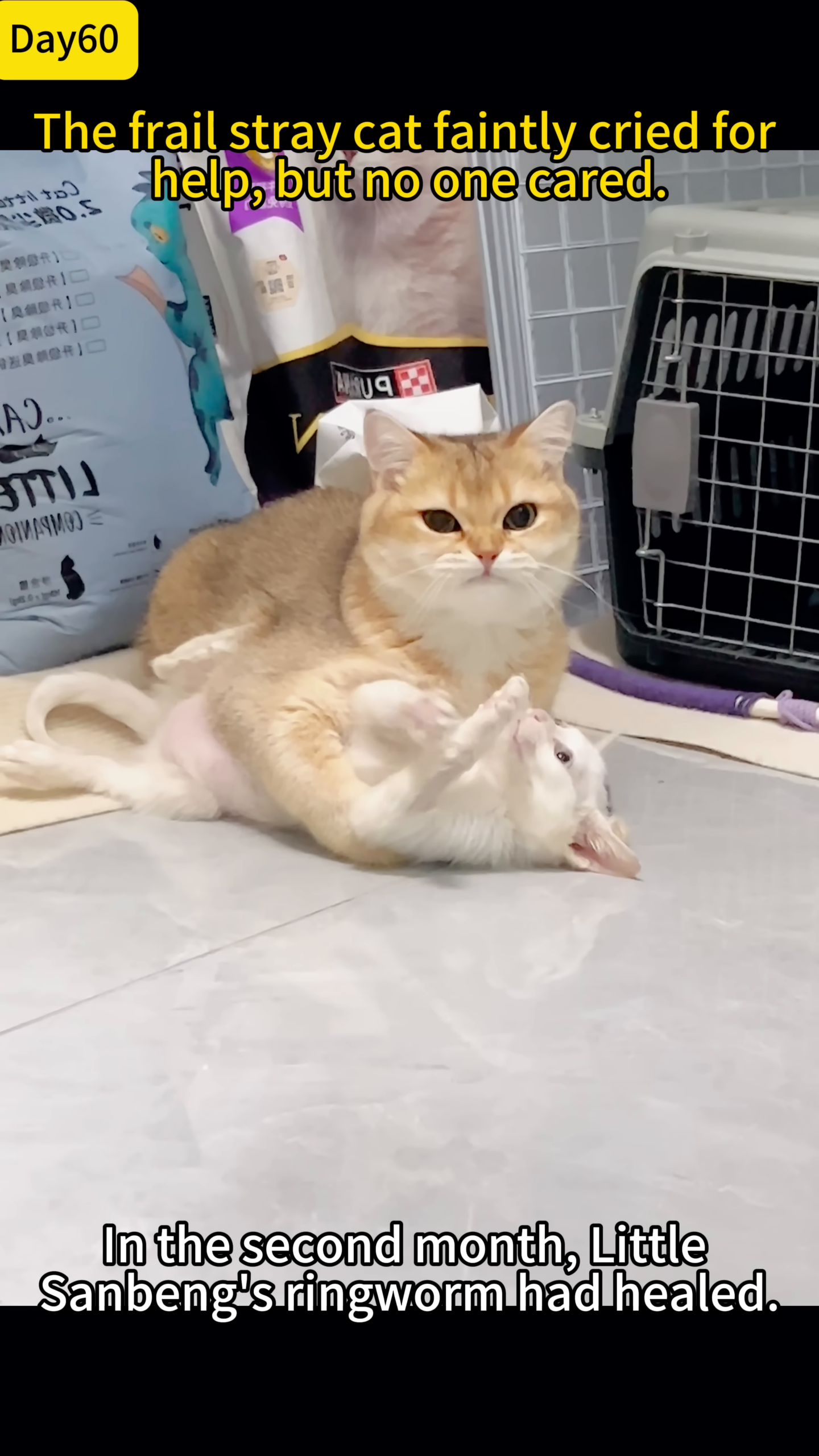Two cats, one golden and one white, playing together harmoniously.