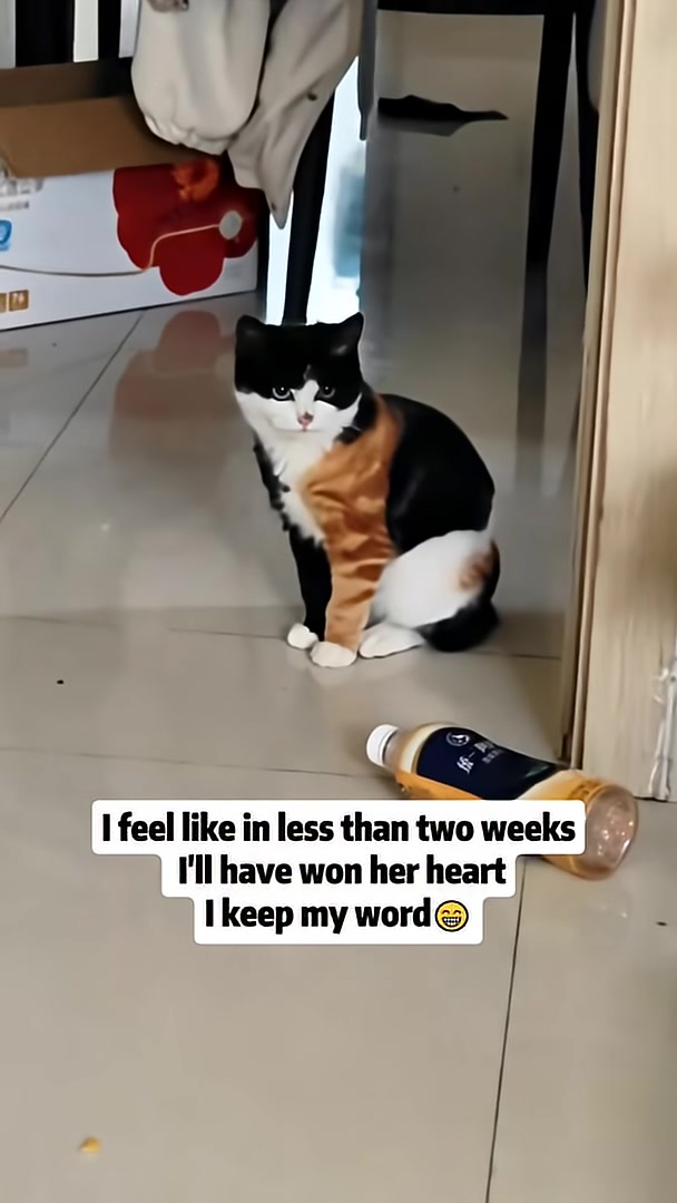 A calico kitten sits on the floor, looking directly at the camera with a soft expression.