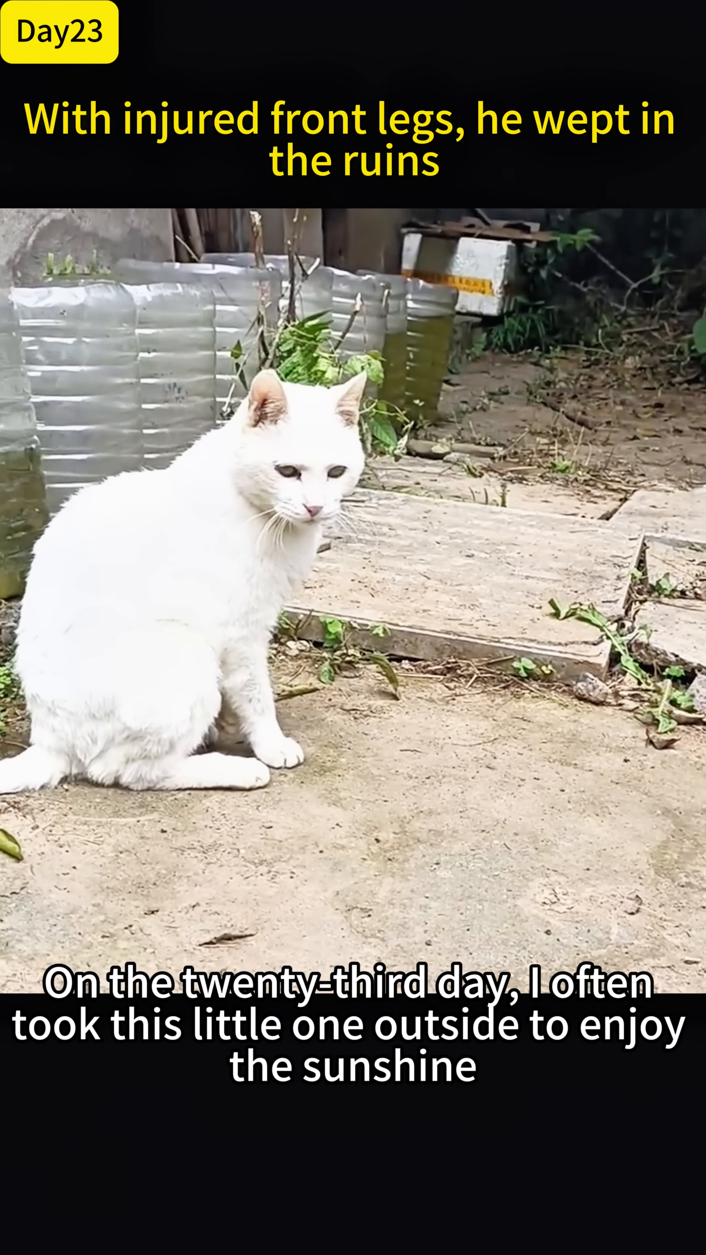 The white cat sits contentedly outdoors, enjoying the sunshine.