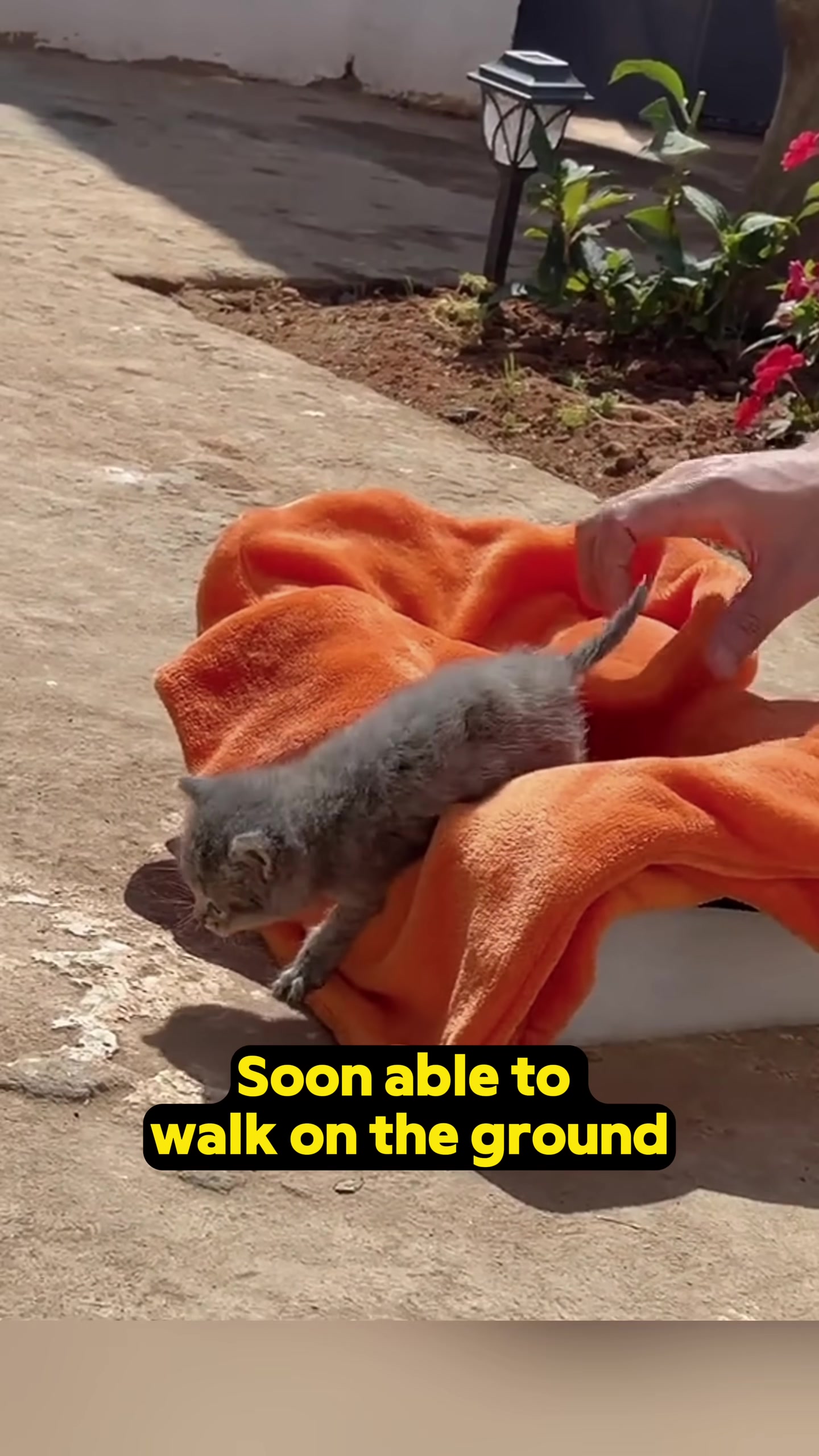 The kitten standing and taking its first wobbly steps on the ground, looking much healthier.