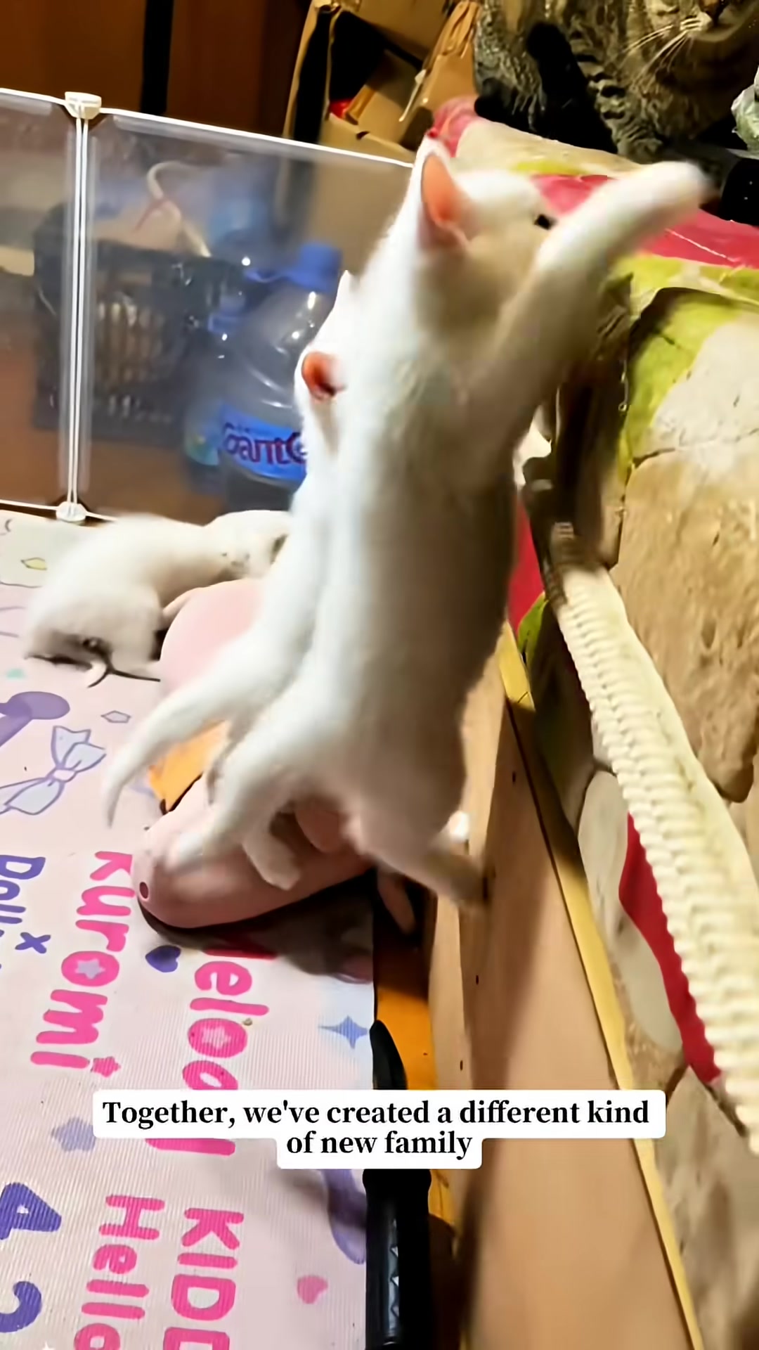 Several white kittens climb on a soft surface, with a tabby cat in the background.
