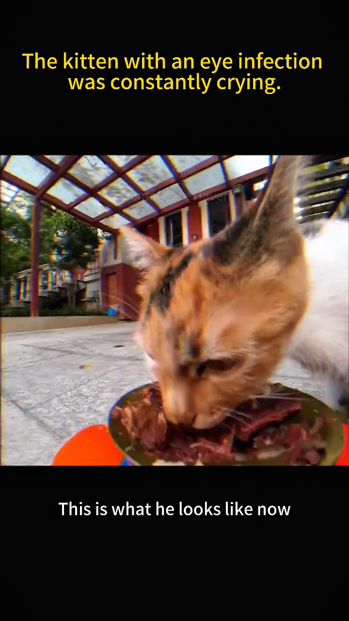 The kitten, looking healthy and alert, is shown looking directly at the camera with clear, bright eyes.