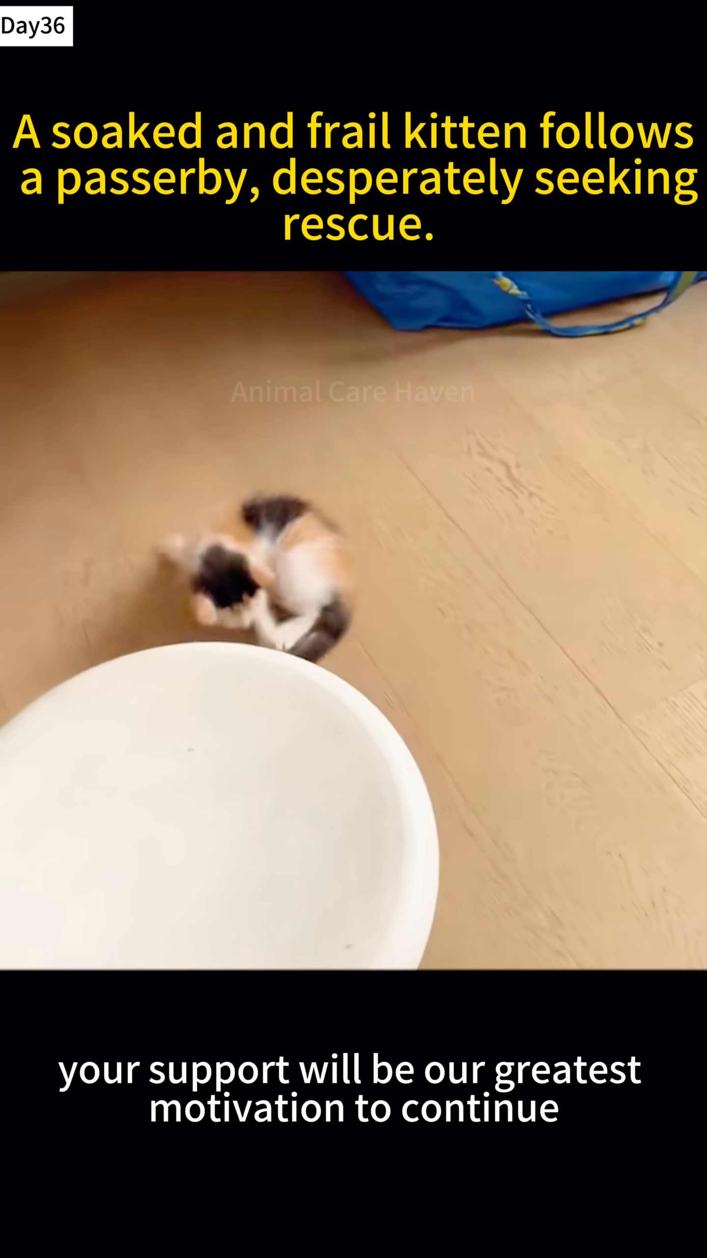 An adult cat is interacting affectionately with a small kitten.