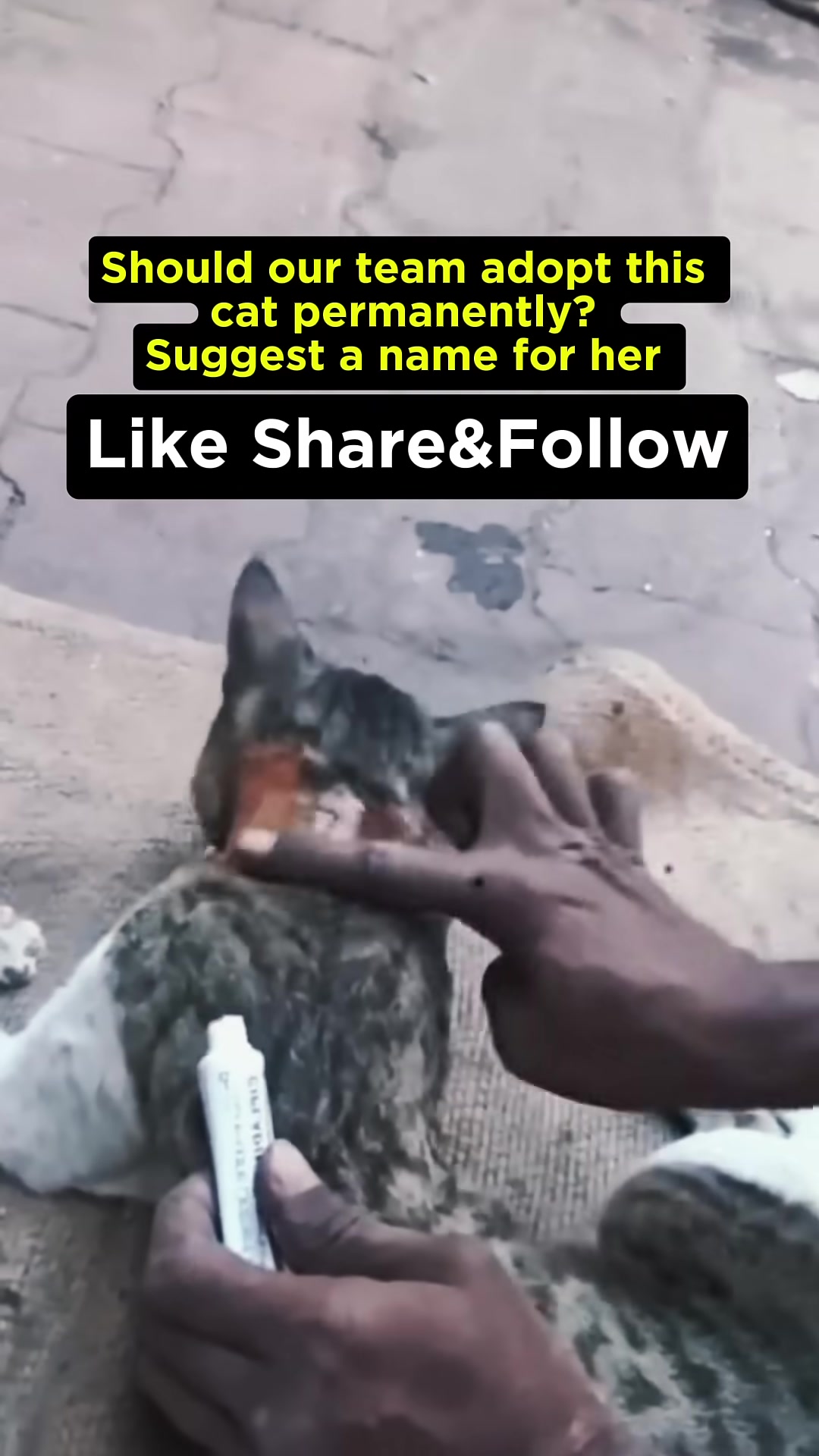A person gently pets the recovering cat, who is lying down and being cared for.