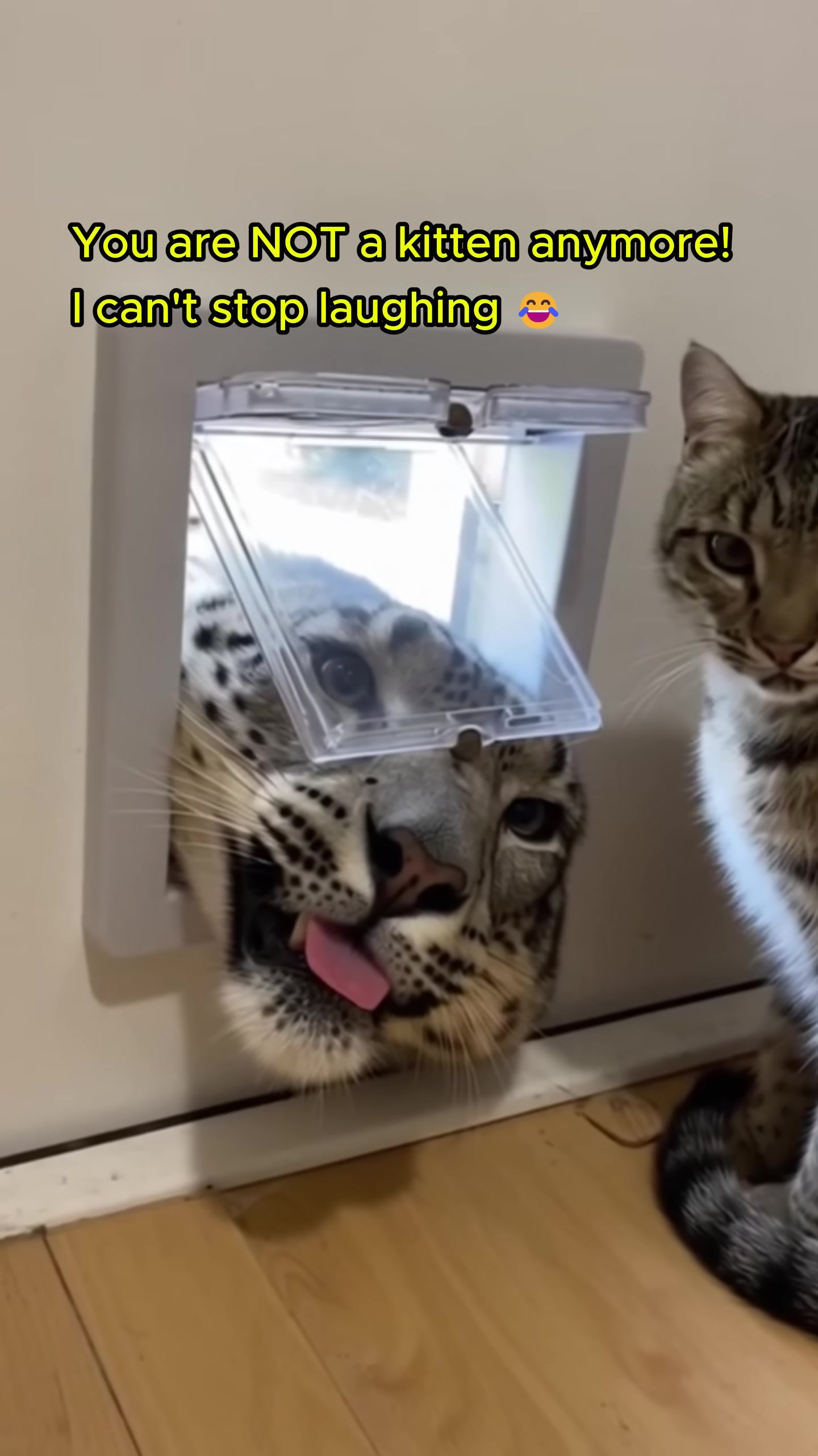 The snow leopard's face peers through the pet door, no longer a kitten but still loved.