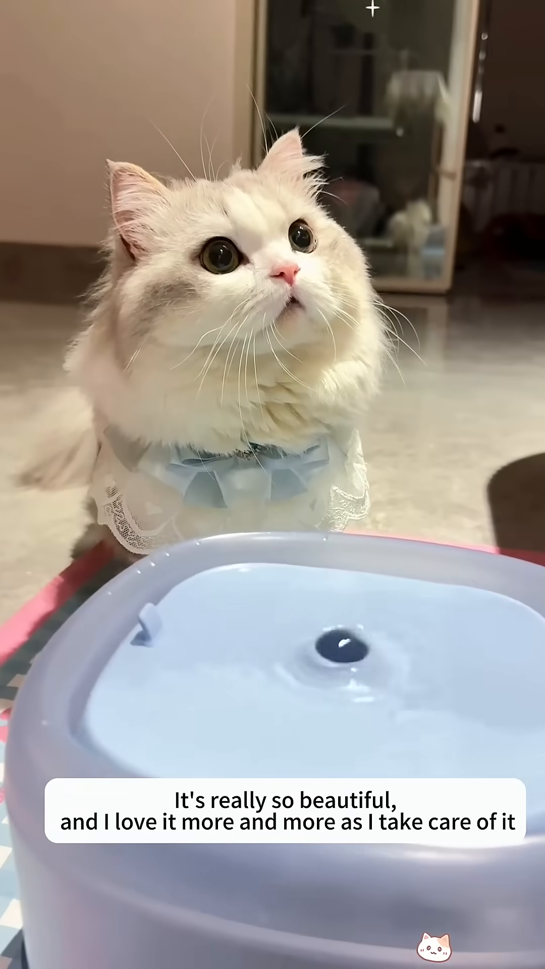 A beautiful, fluffy kitten with big eyes looks up attentively.