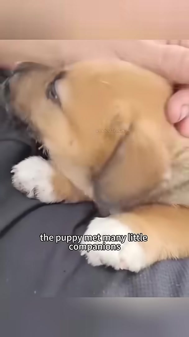 Two puppies interacting with a cat.