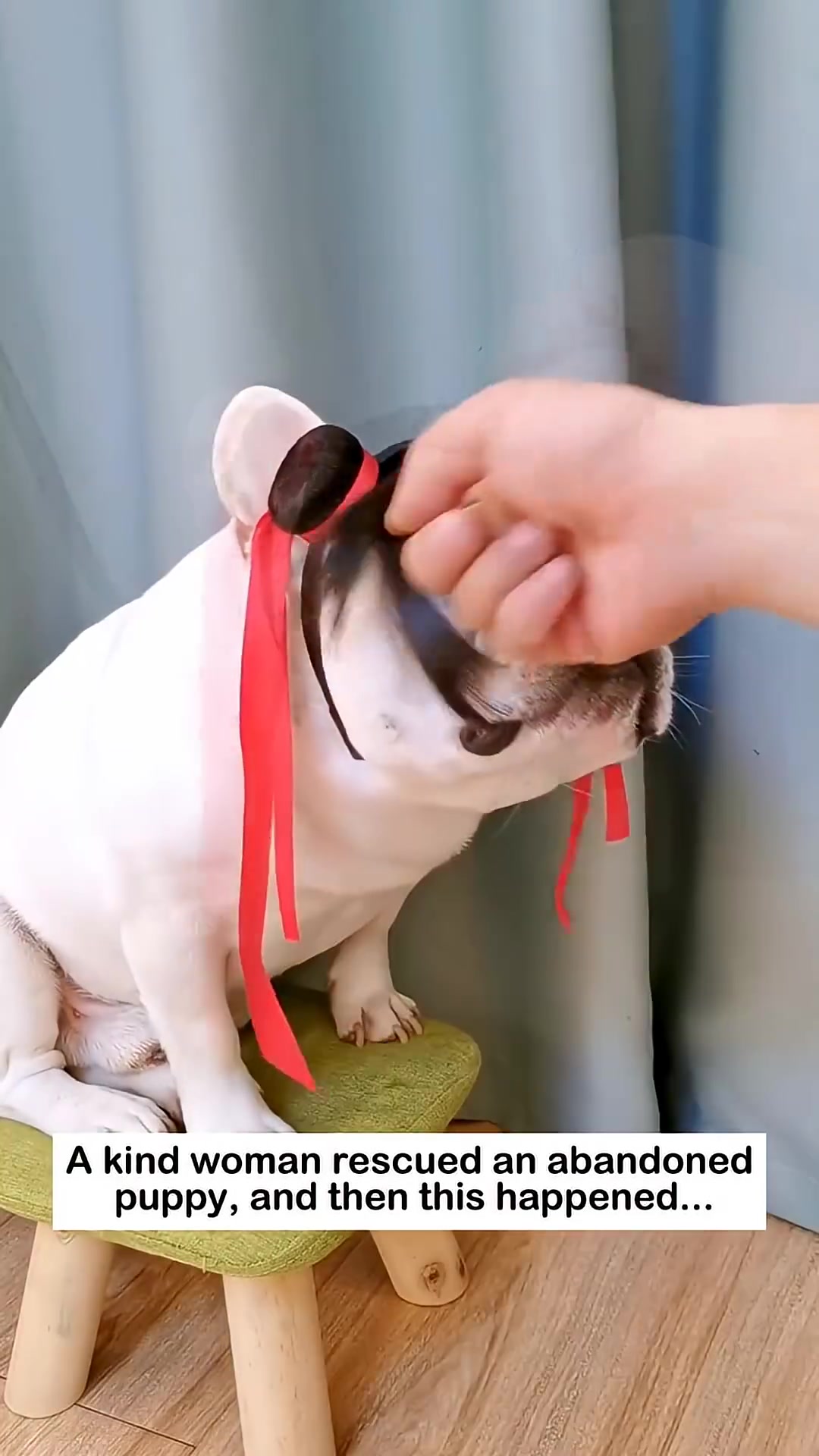 A French bulldog wearing a black wig with red ribbons, looking at the camera.