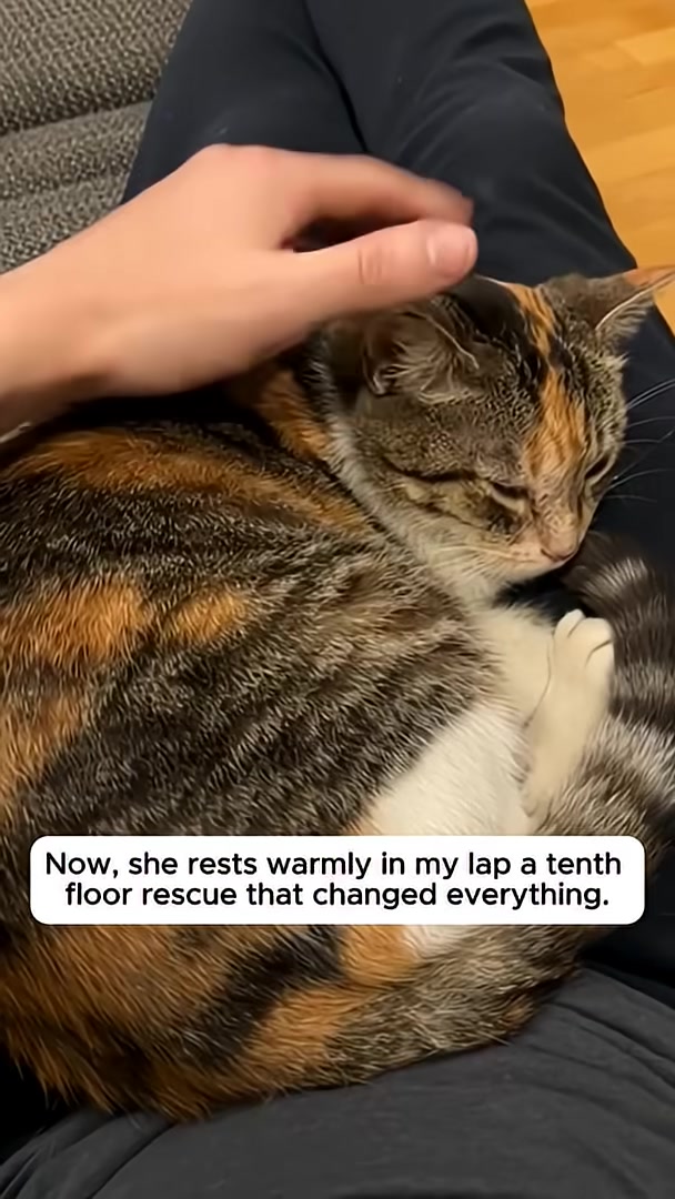 A person's hand gently strokes a calico cat sleeping peacefully on their lap.