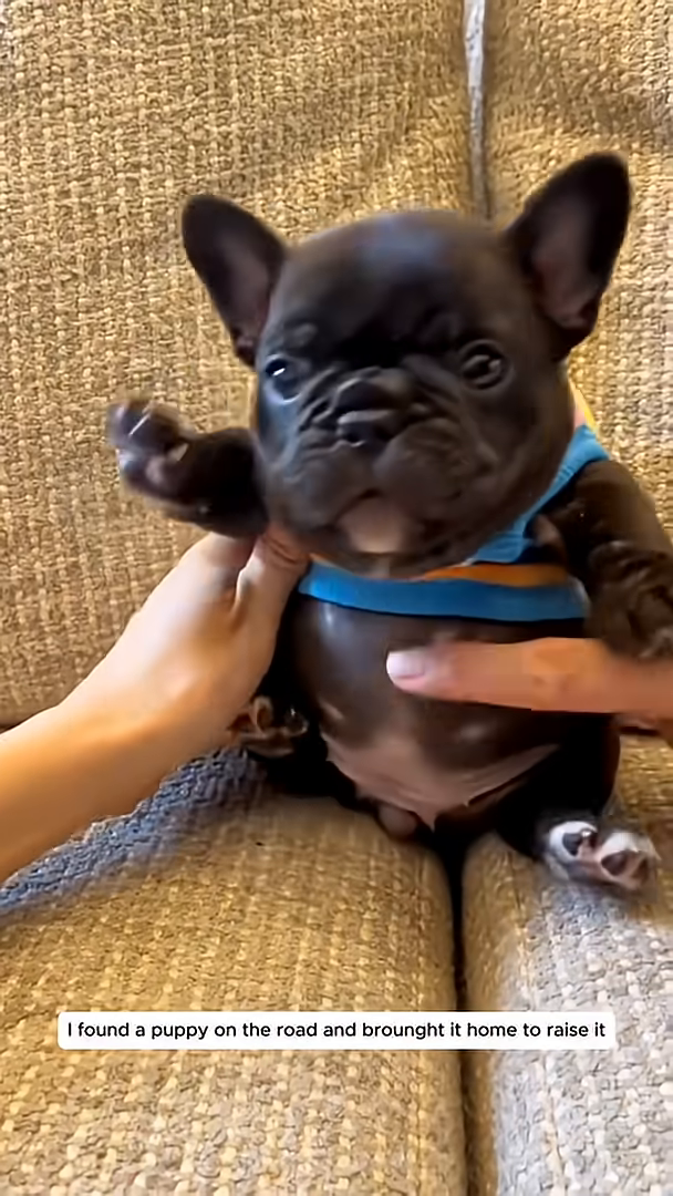 A person is holding a puppy wearing a colorful sweater.