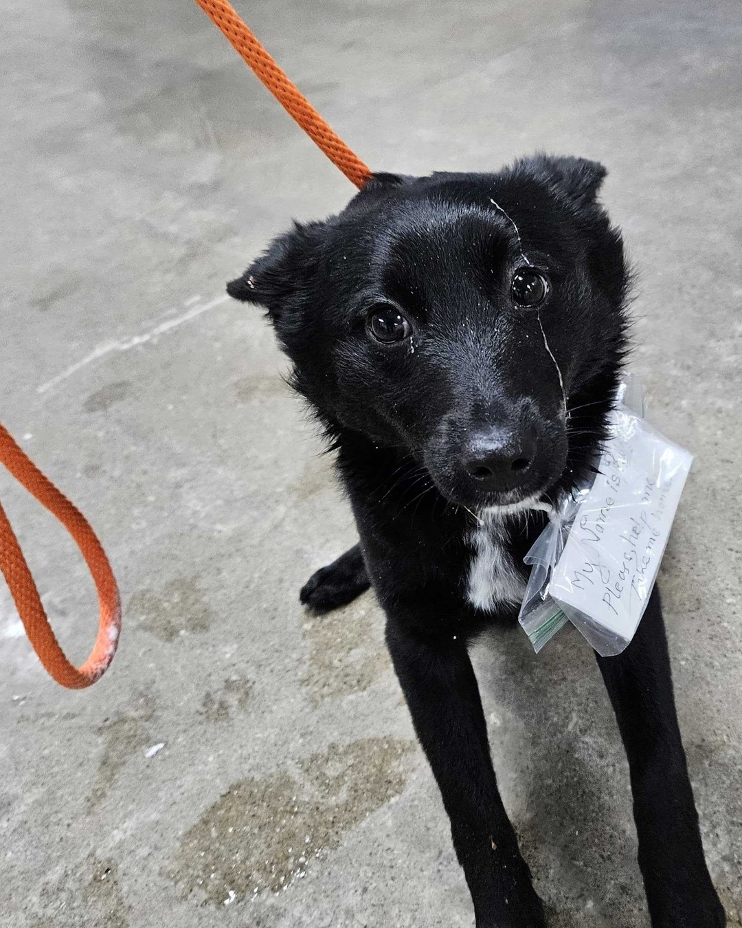 Rukey rescue photo