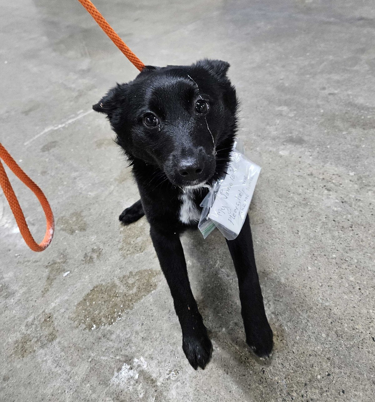 Rukey rescue photo