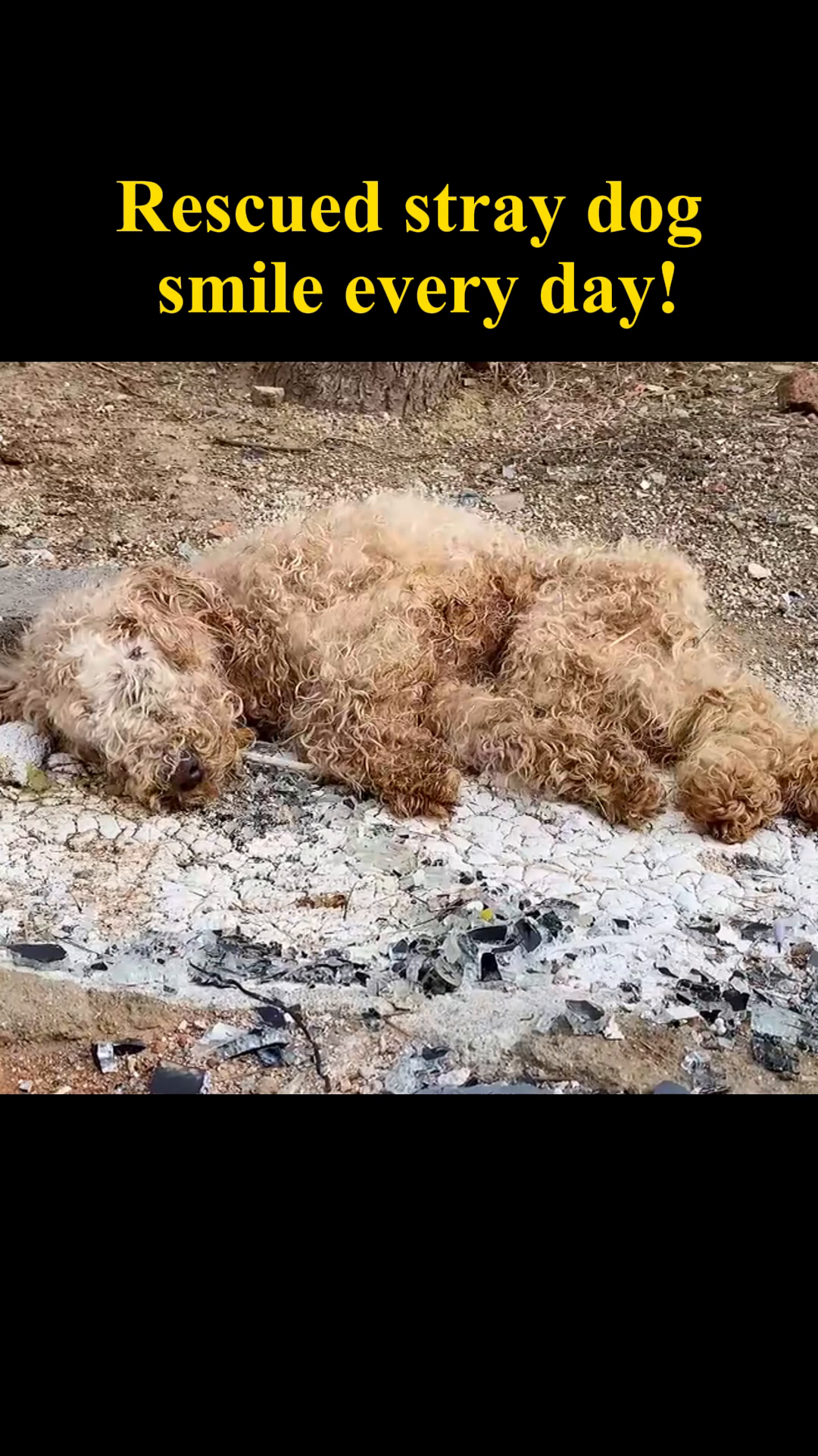 A severely neglected stray dog lying on the ground, its fur matted and dirty.