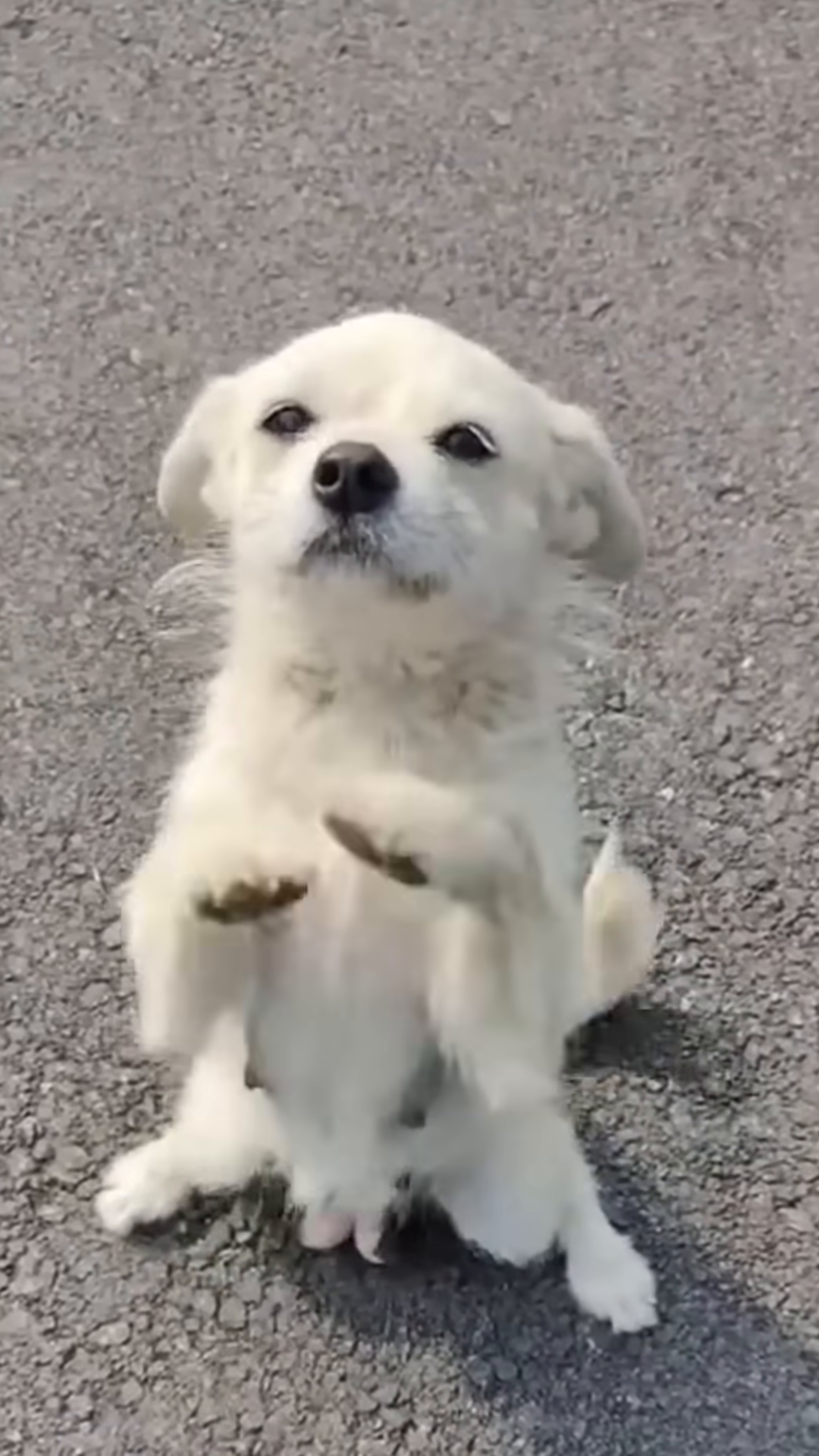 A mother dog stands on her hind legs, visibly emaciated, with a desperate look in her eyes.