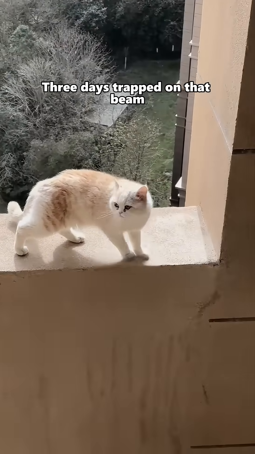 A cat stands on a narrow beam, with a dizzying drop visible below, highlighting the immense height and danger.