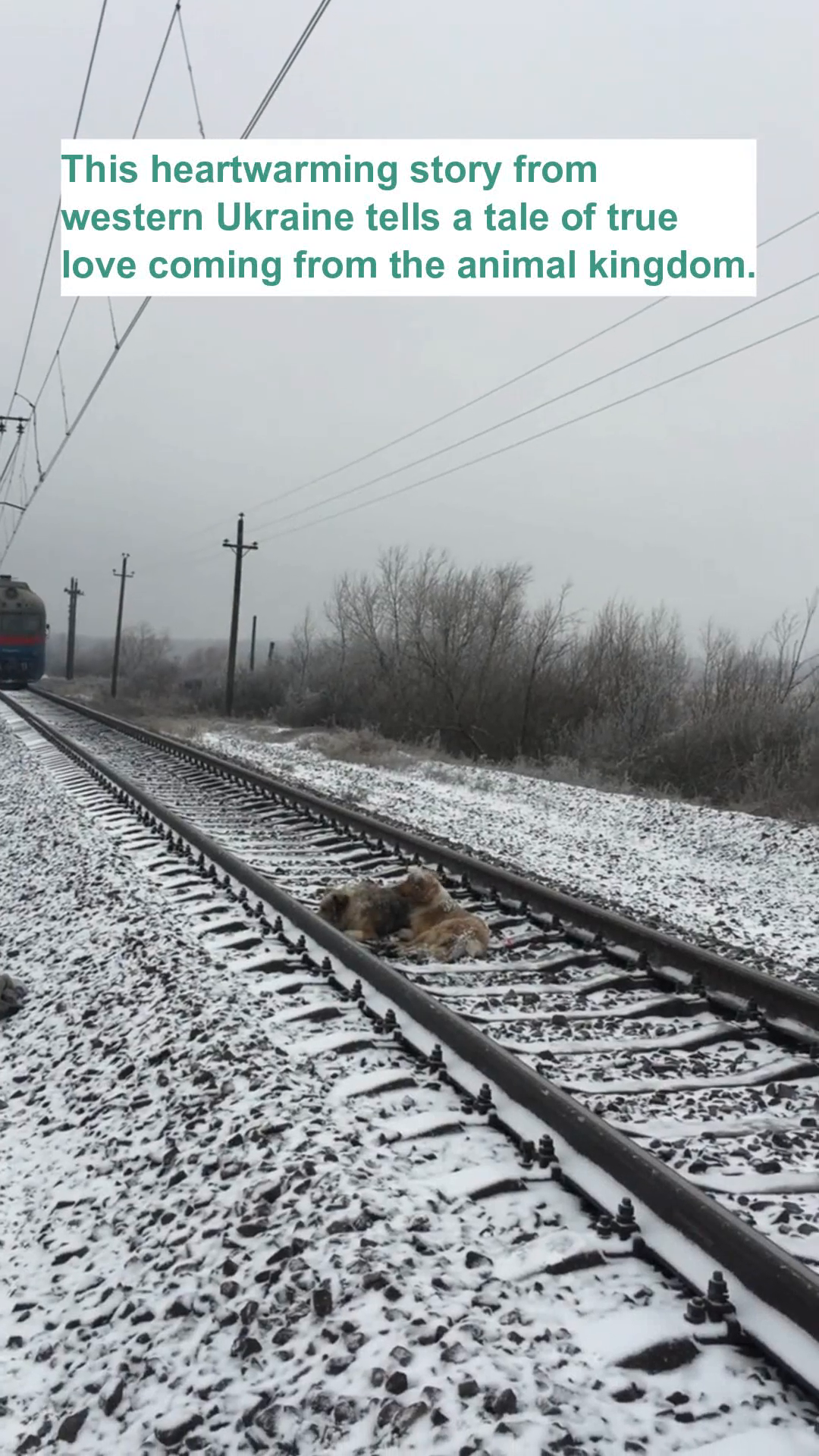 Two dogs huddled together on snowy train tracks, with a train approaching in the background.