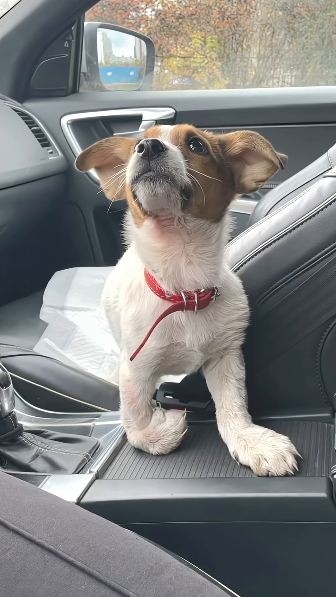 A small, white and brown puppy with floppy ears sits in a car, looking upwards with hopeful eyes.