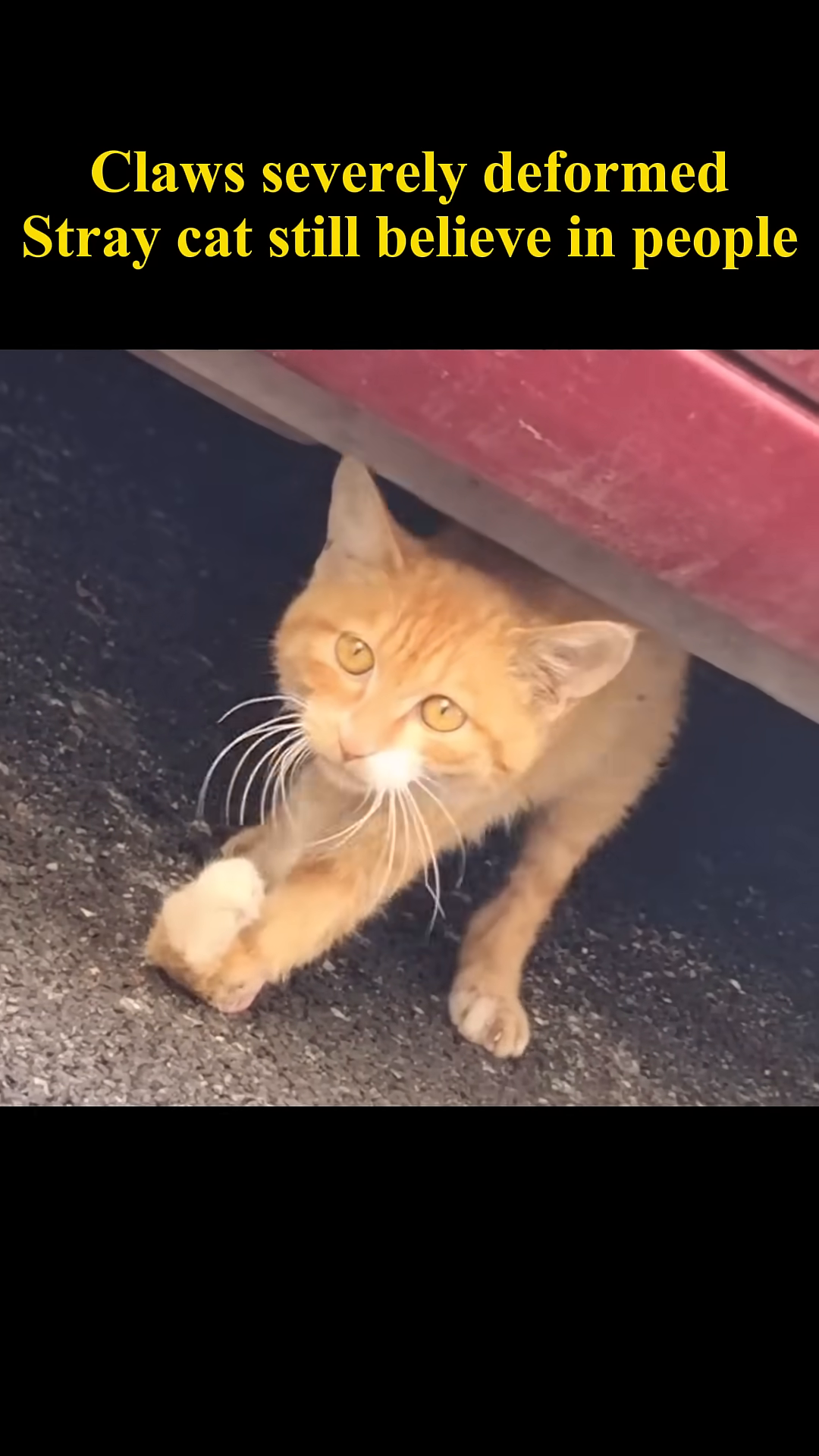 A ginger cat with deformed paws peeks out from under a car.