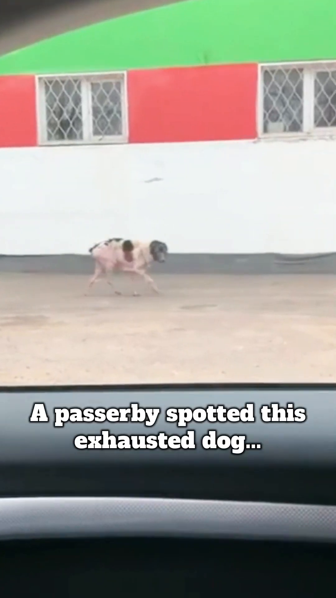 A scruffy, emaciated dog with patchy fur walks slowly, looking exhausted.