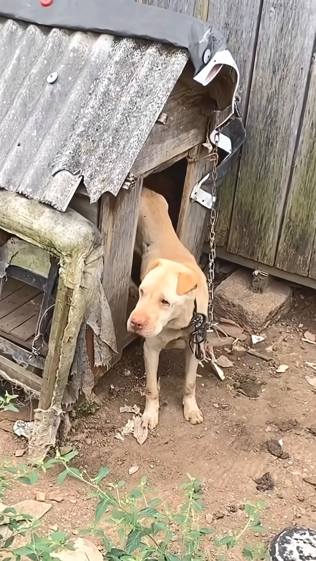 An elderly, thin, light-colored dog stands chained near a dilapidated doghouse.
