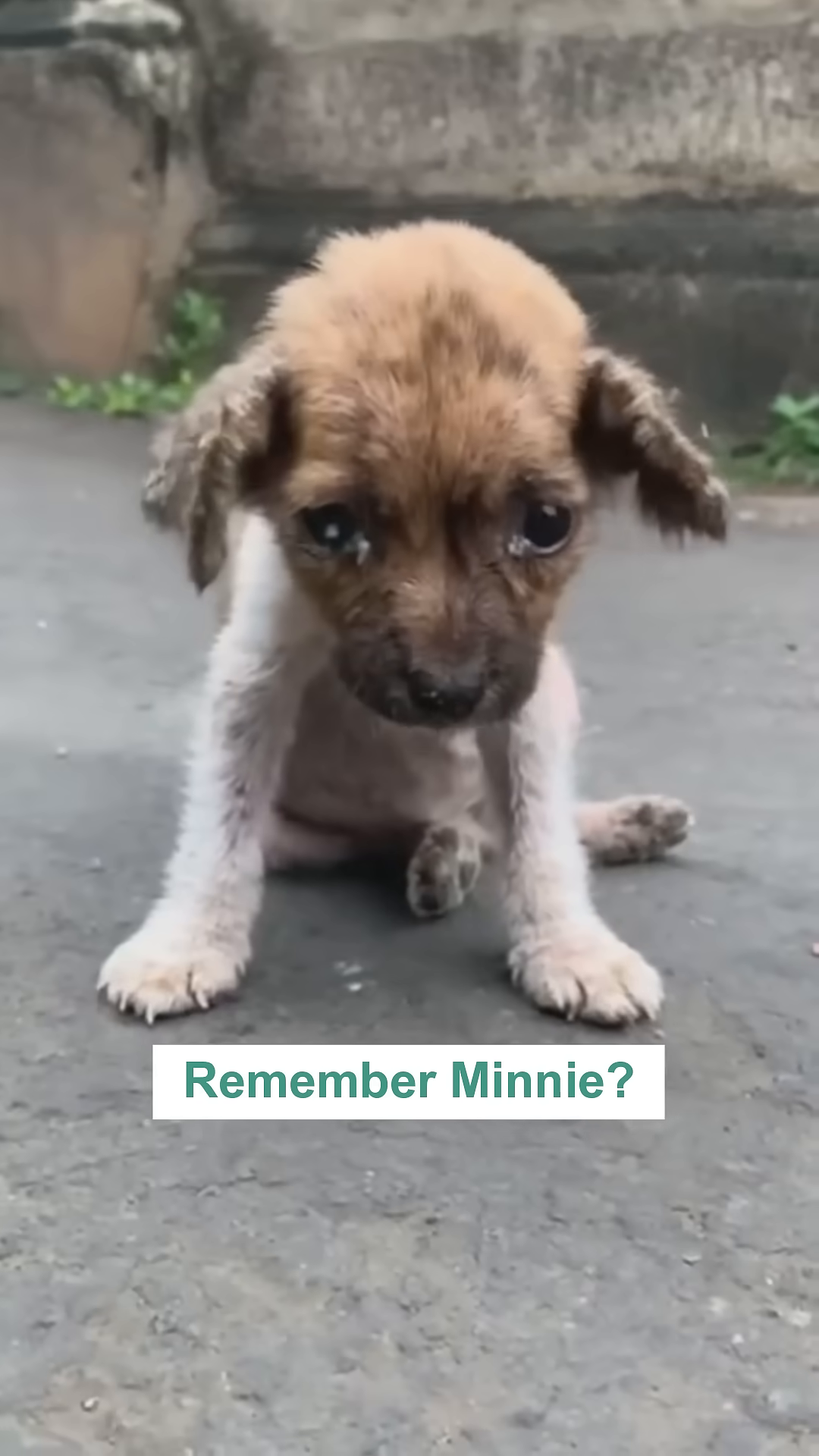 A very small, scruffy puppy sits alone on the ground, looking sad and neglected.