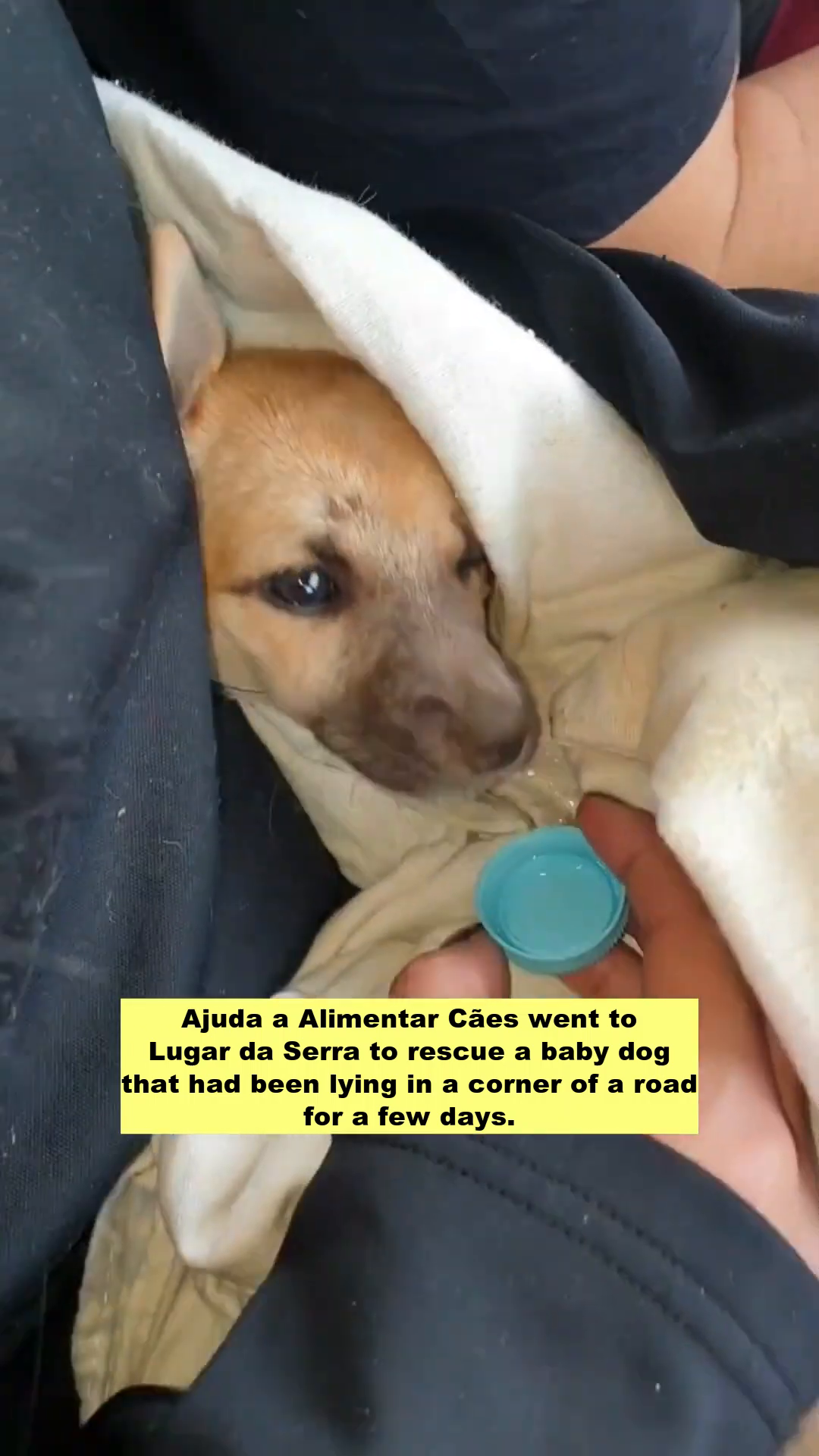 A small, light-brown puppy wrapped in a blanket, being fed from a bottle cap.