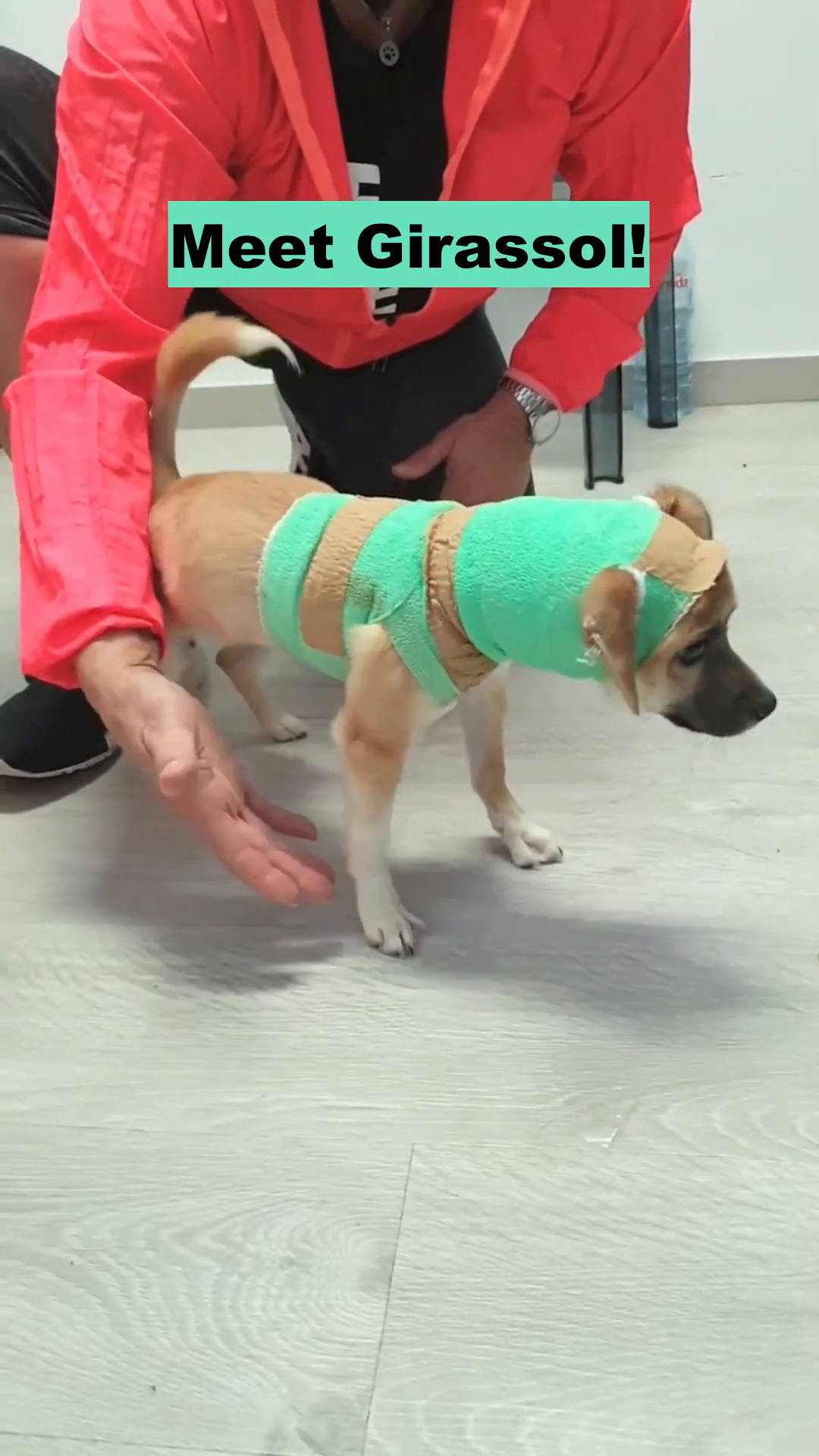 A small, light-brown puppy with bandages around its head and torso stands on a wooden floor, looking to the side.