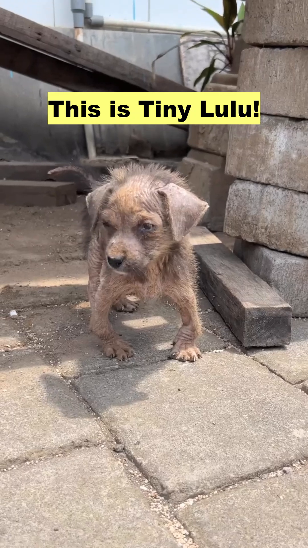 A small, frail puppy with sparse fur stands on a paved surface, looking vulnerable.