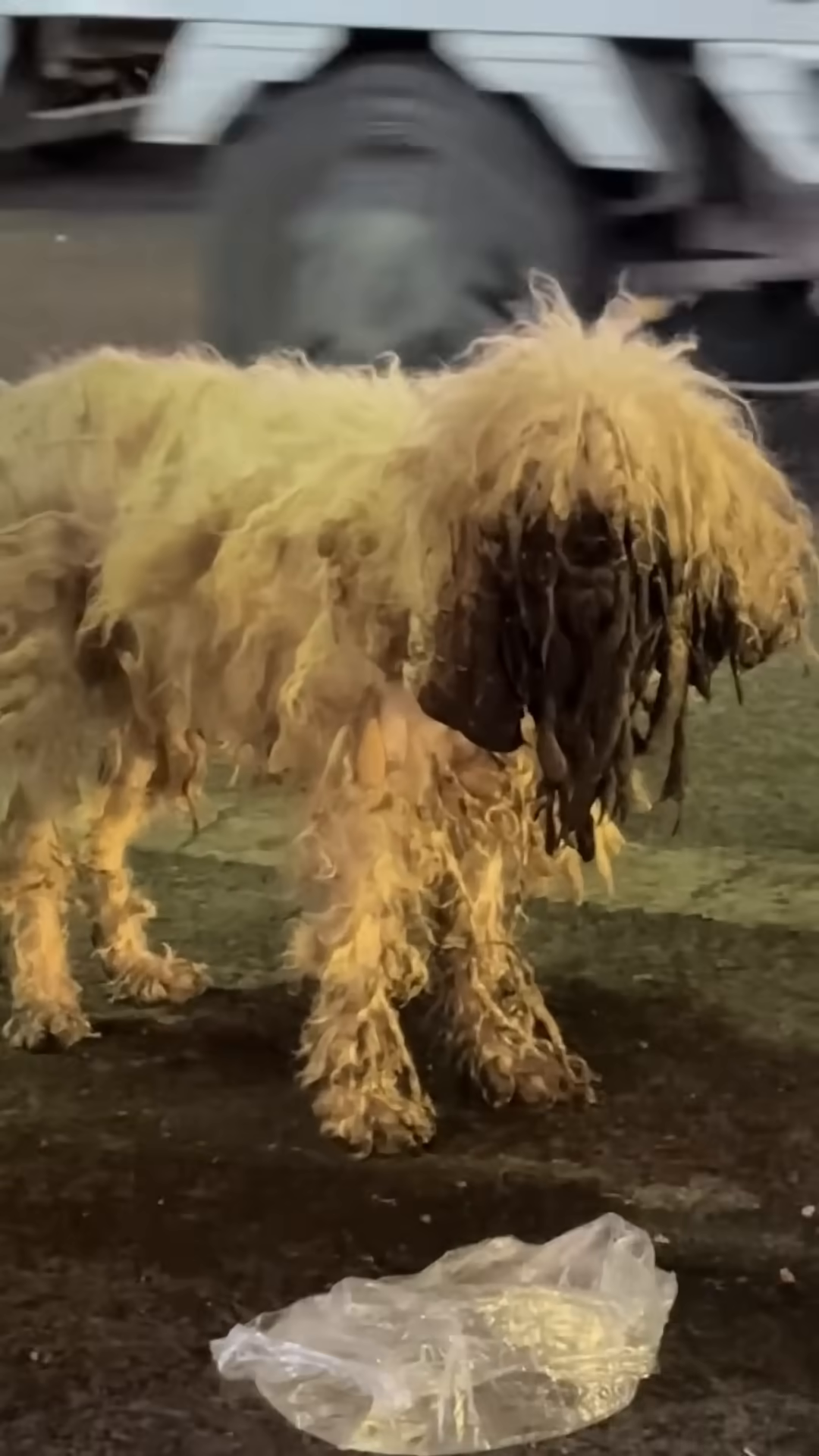 A dirty, matted dog stands on the street, looking forlorn.