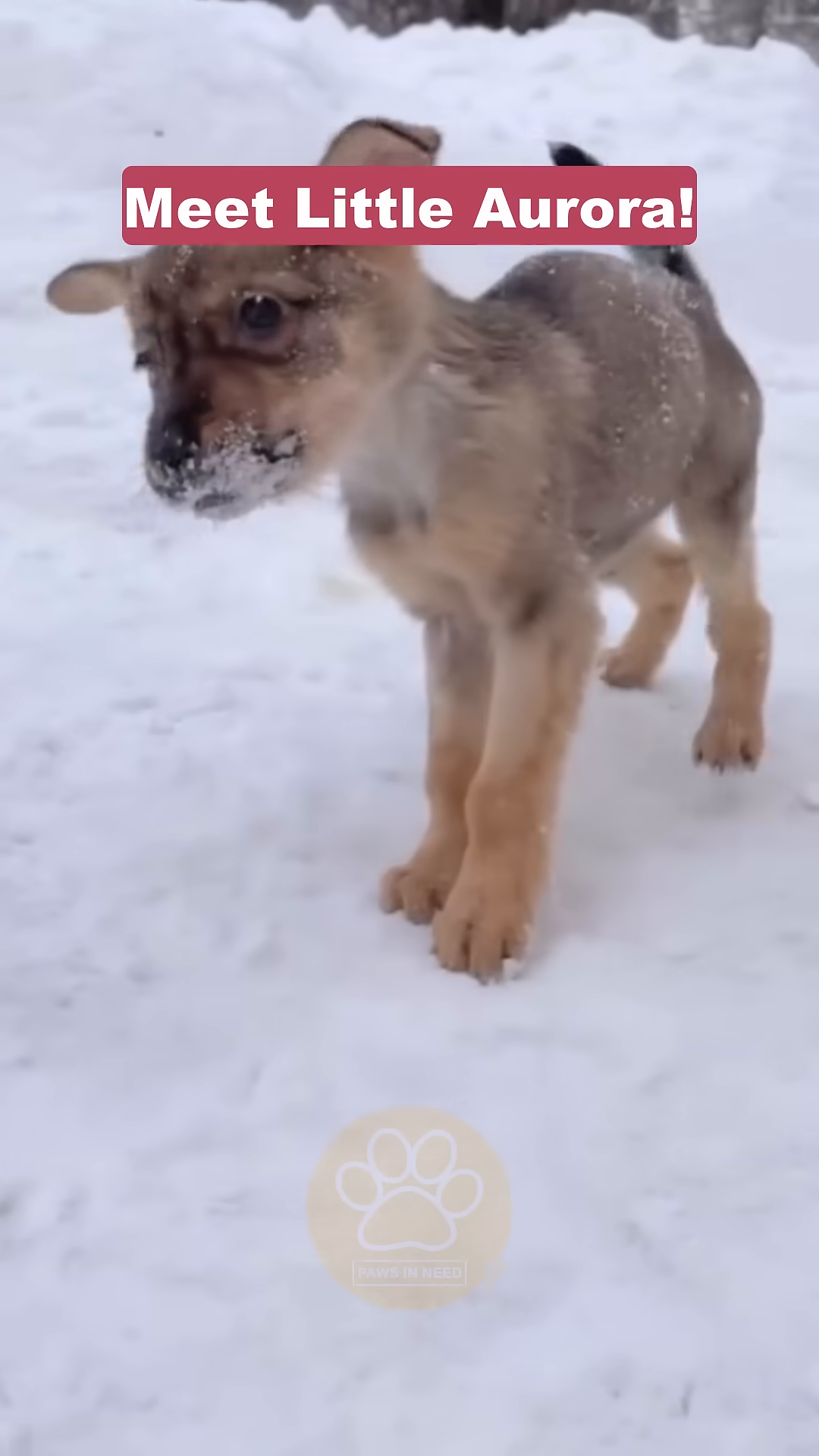 A small, tan puppy with large ears stands in the snow, looking distressed.