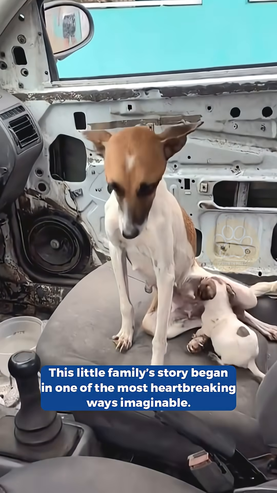 A mother dog and her two puppies huddled together inside an abandoned car.