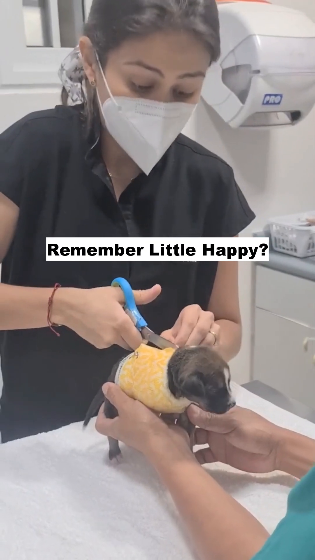 A veterinarian gently examining a very young puppy, who is wearing a yellow bandage.