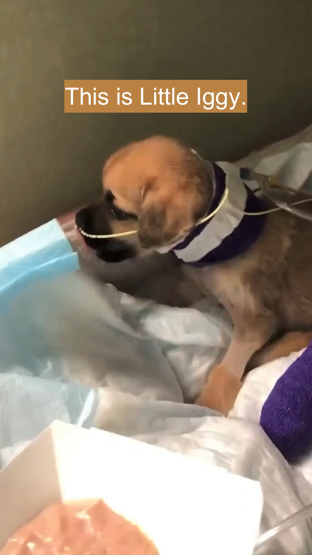 A close-up of Little Iggy, a small tan puppy with a feeding tube.