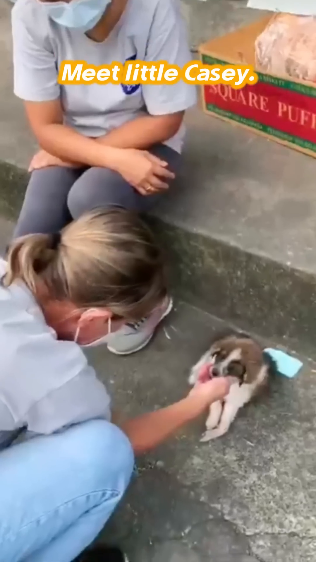 A tiny, frail puppy lying on the ground, looking weak.
