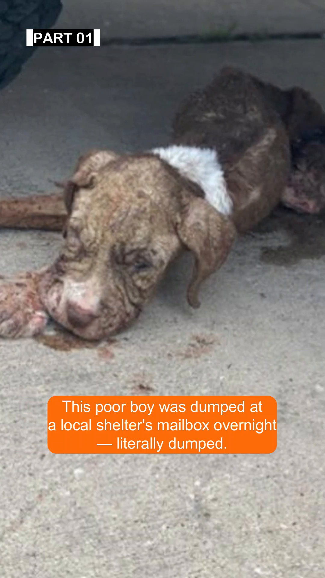 A very sick and emaciated puppy lying on the ground.