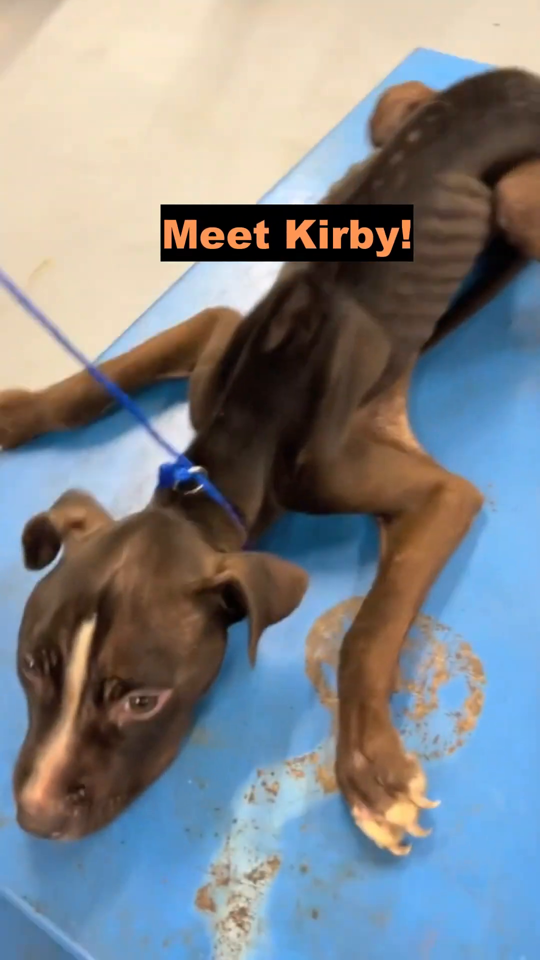 A severely emaciated puppy, Kirby, lies on a blue table, unable to stand.