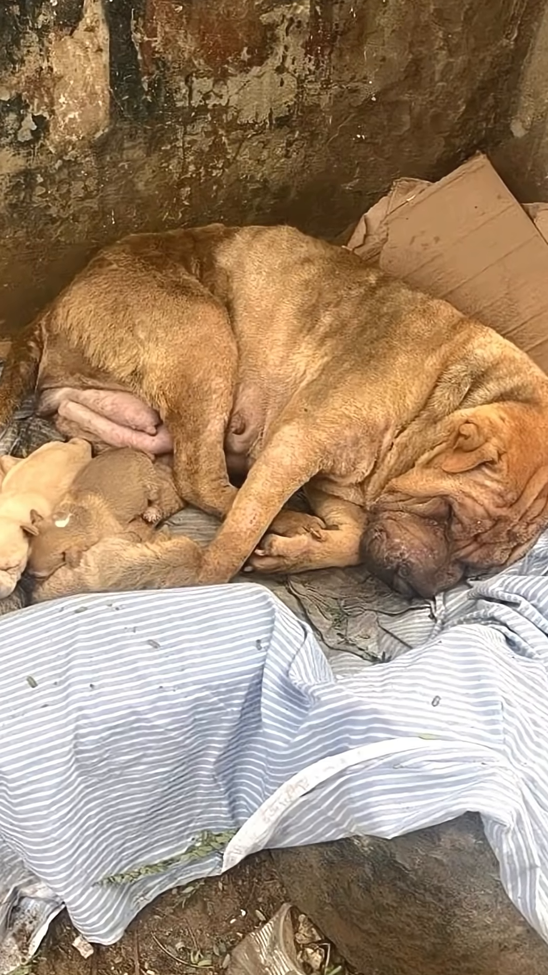A mother Shar Pei lying down, looking distressed.