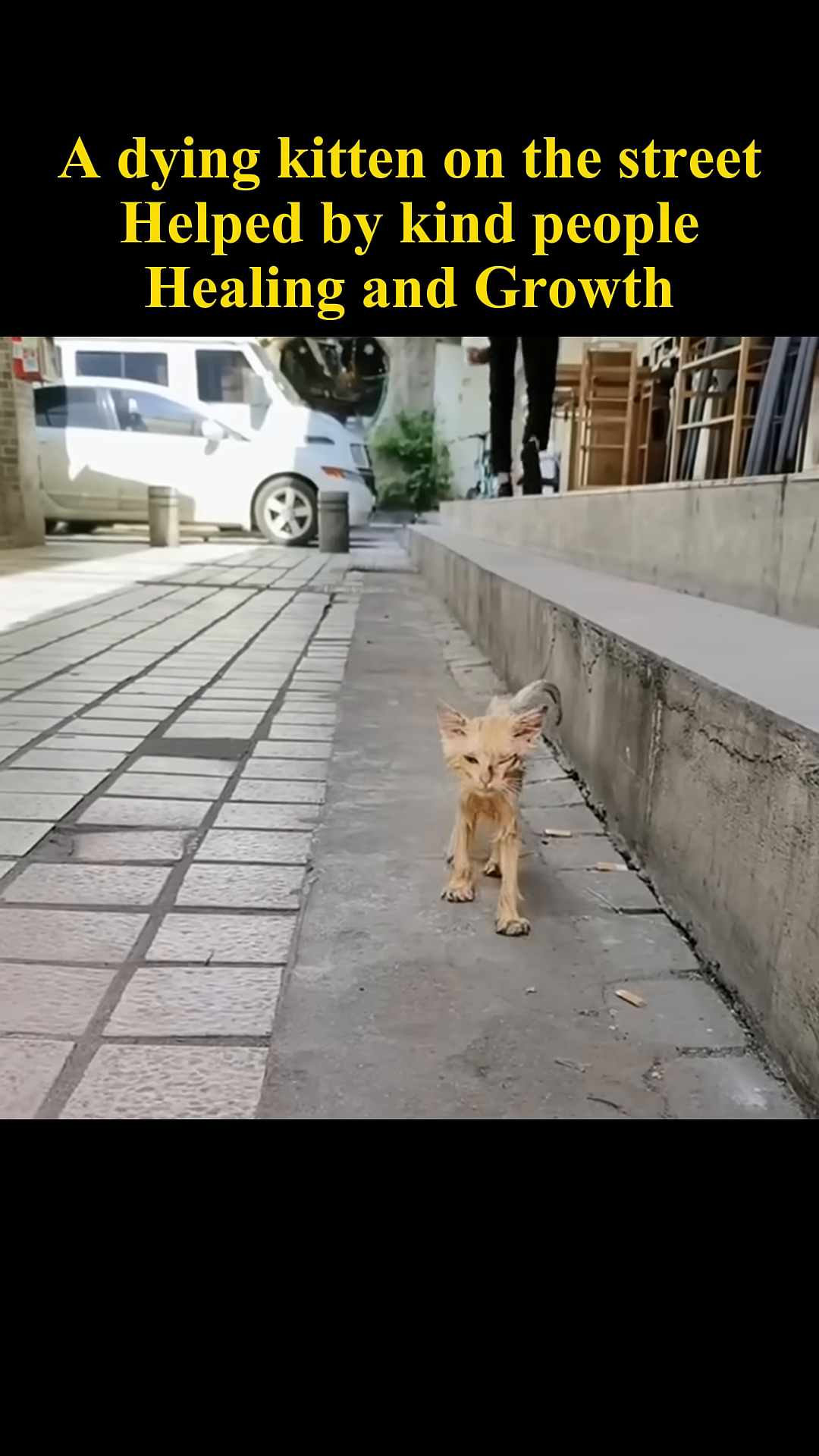 A tiny, emaciated kitten stands alone on a paved street, looking weak and disheveled.