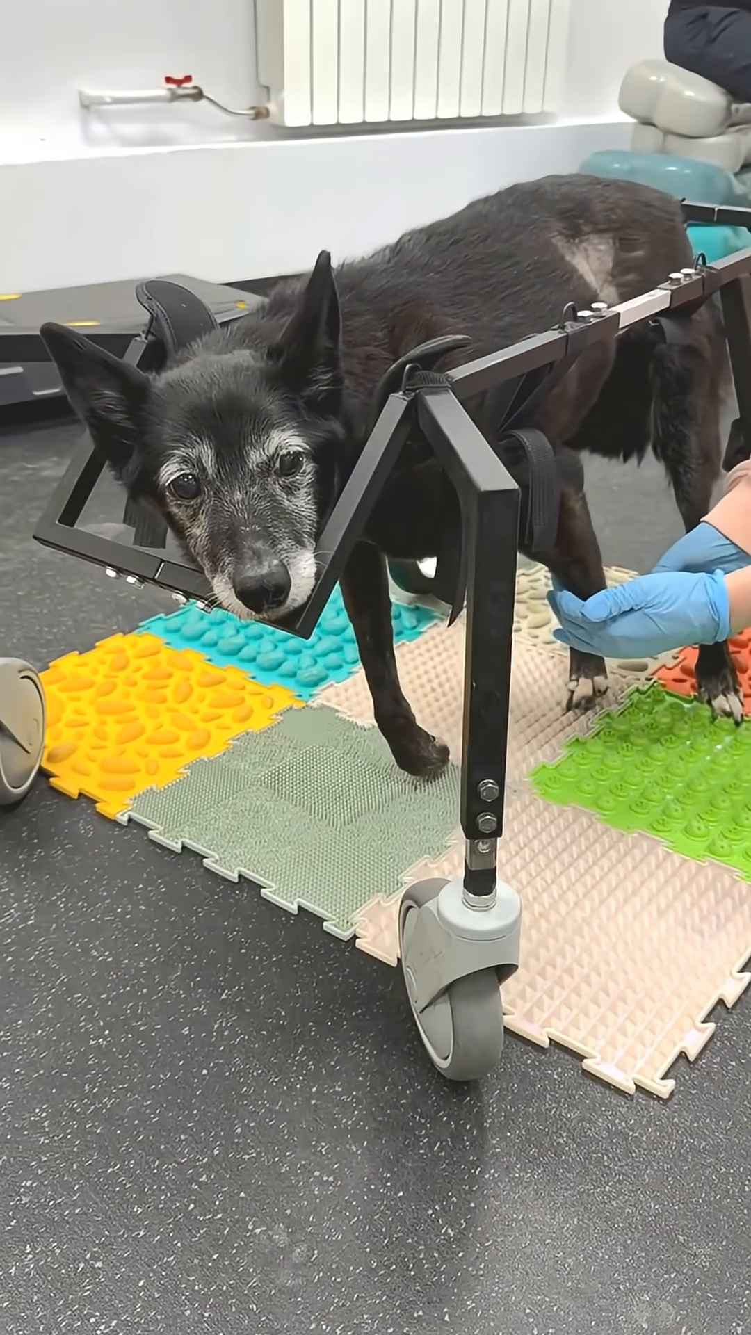 A black dog with a grey muzzle lies on a colorful mat, looking directly at the camera.