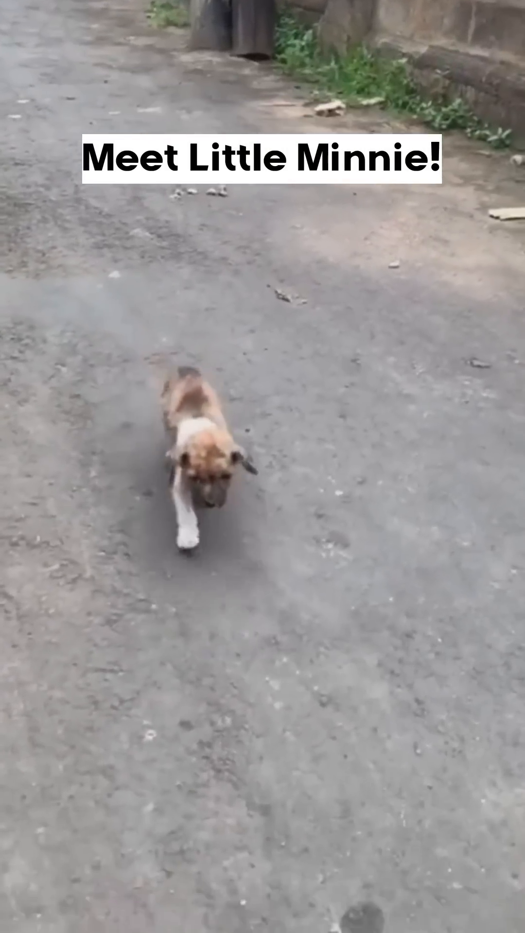 A small, brindle and white puppy walks hesitantly on a paved path.