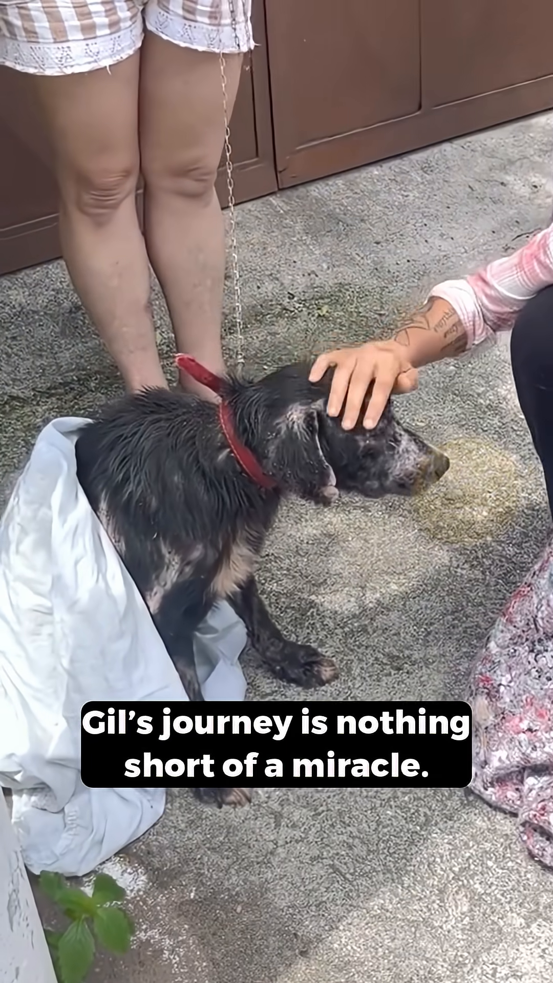 A weak and emaciated black dog wrapped in a white cloth, looking frail.