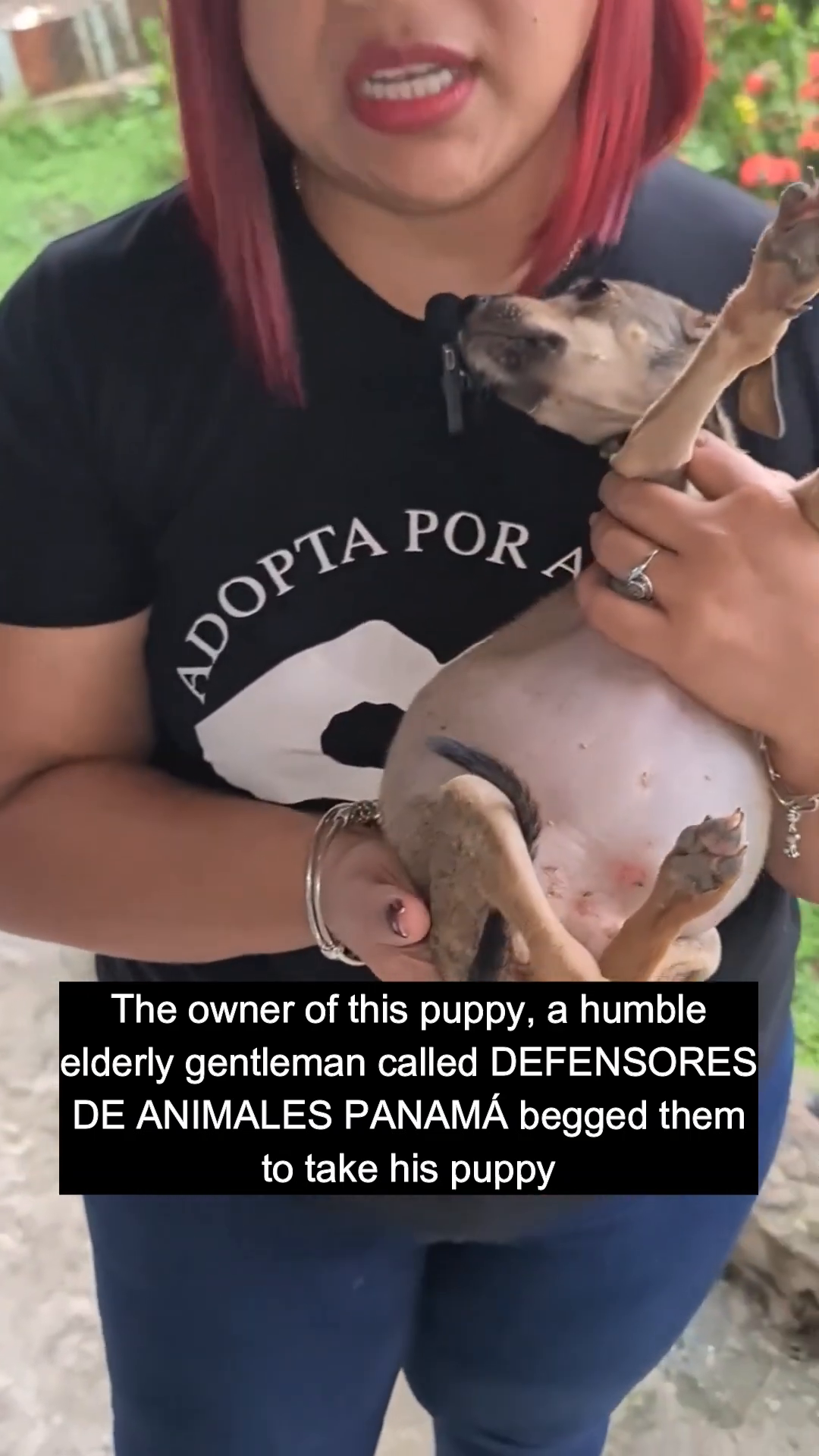 A woman gently holds a very thin puppy with a distended belly.