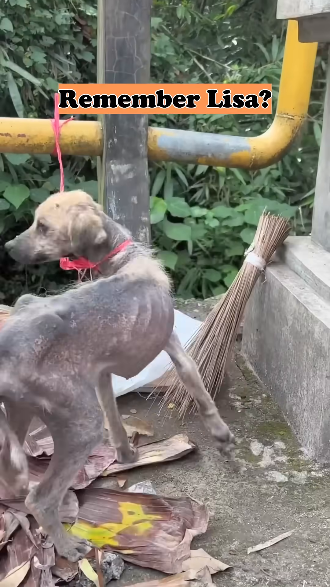 A frail, emaciated dog tied to a pole with a red rope.