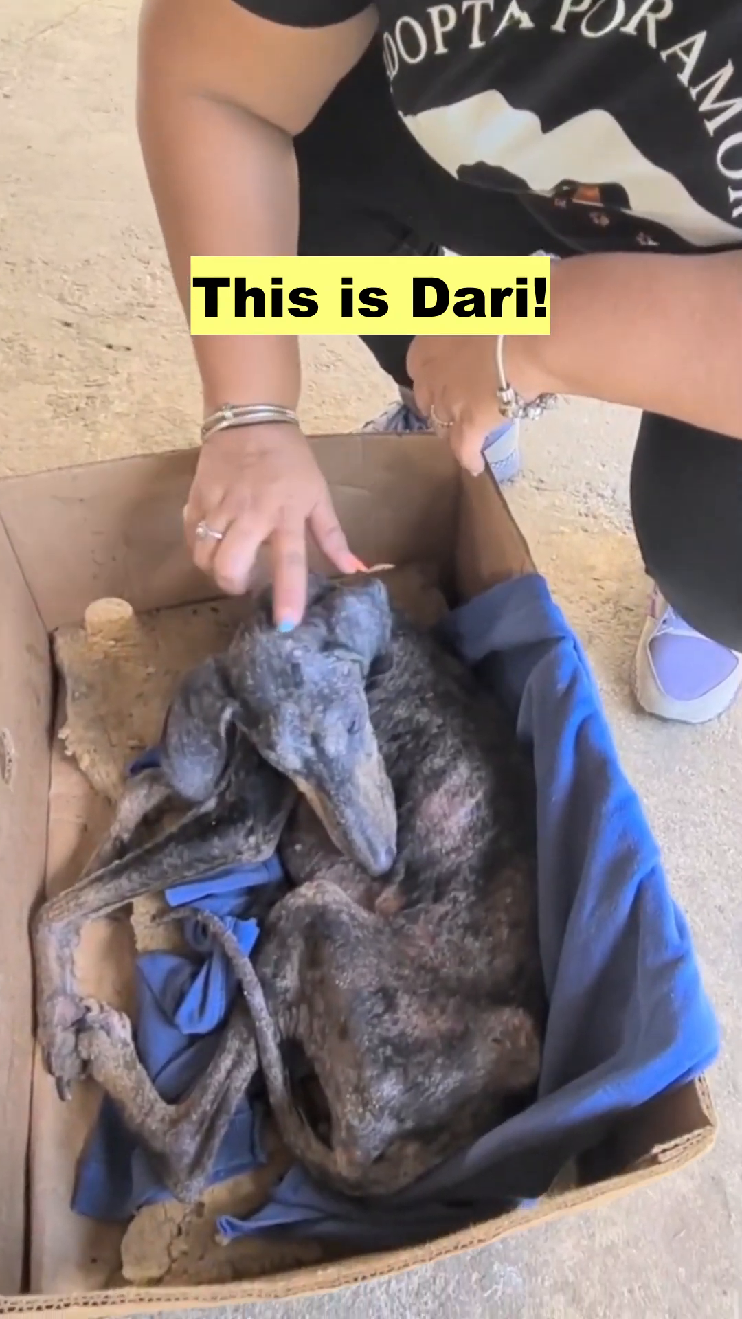 A very thin and weak puppy named Dari lies in a cardboard box, barely able to move.
